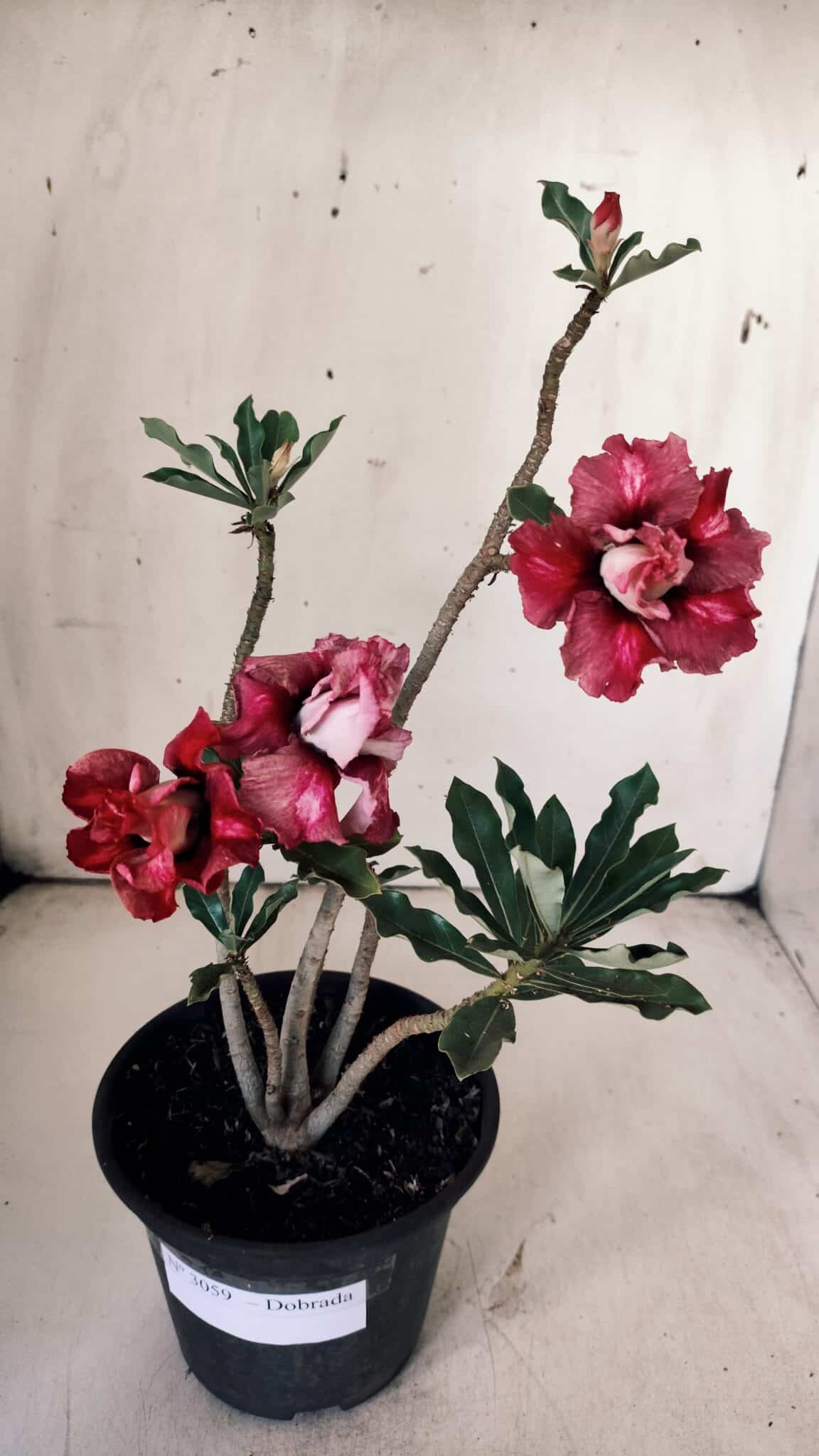 Planta Dobrada 3059 – 30cm – 02 anos