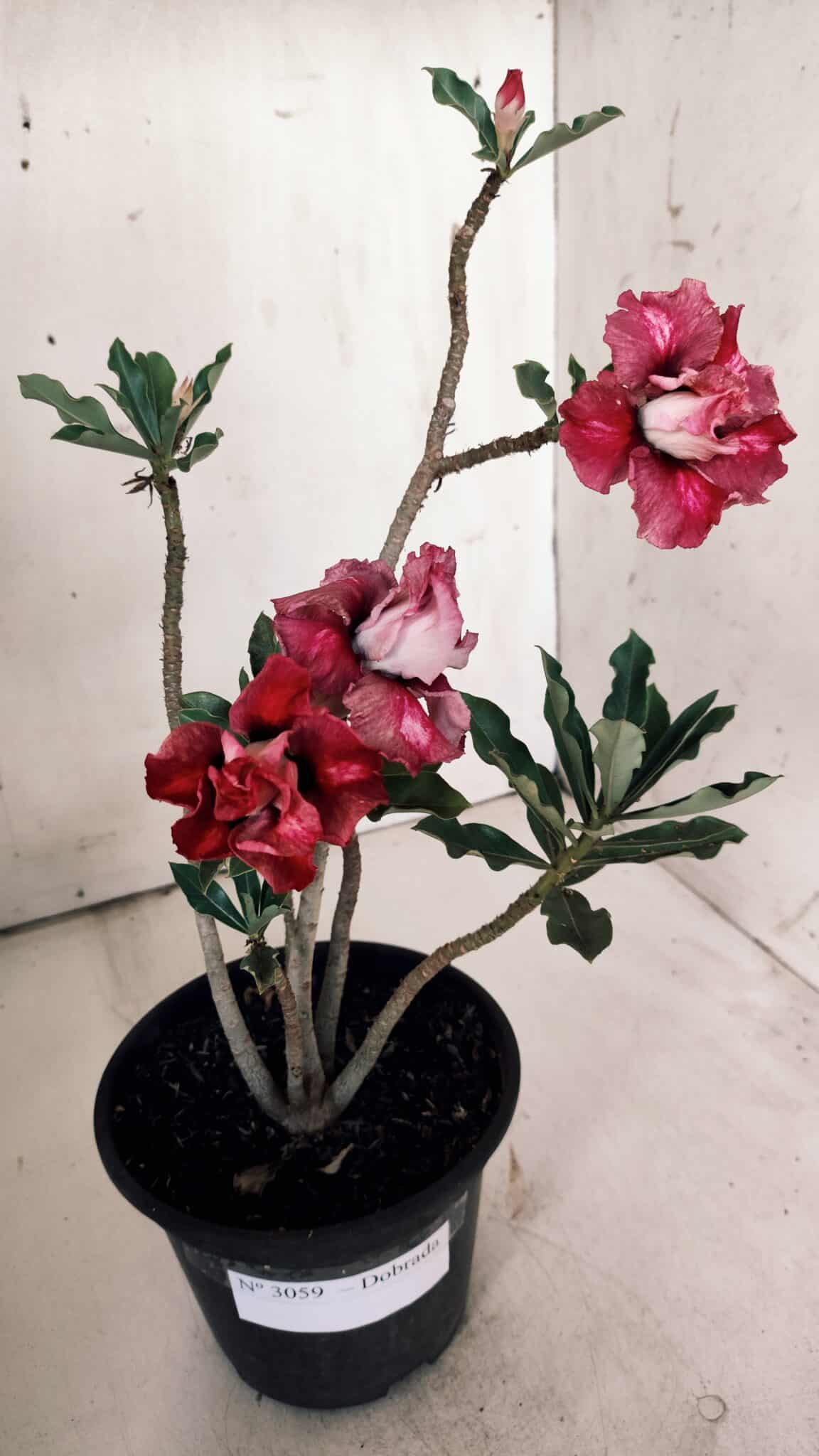 Planta Dobrada 3059 – 30cm – 02 anos