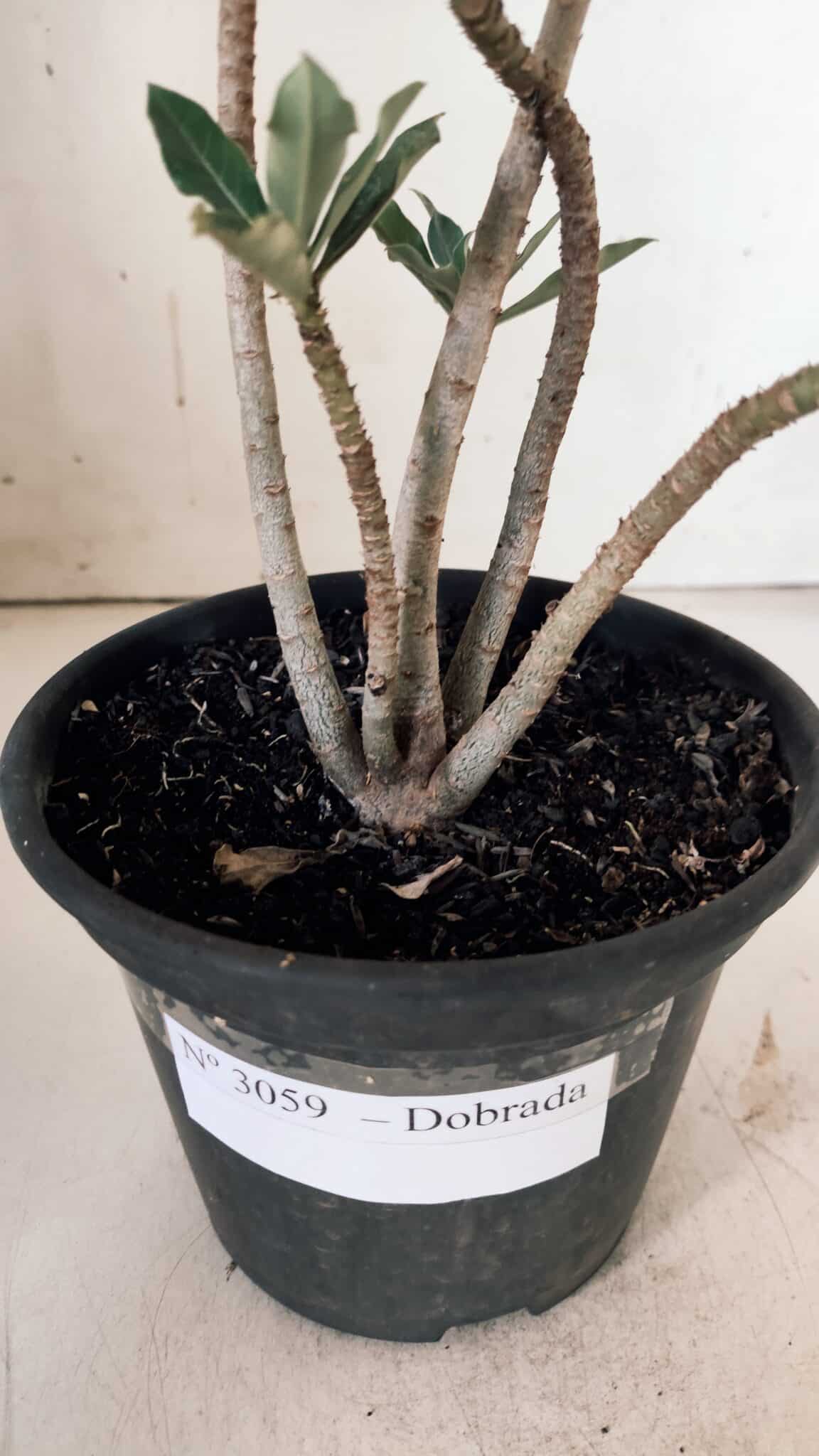 Planta Dobrada 3059 – 30cm – 02 anos