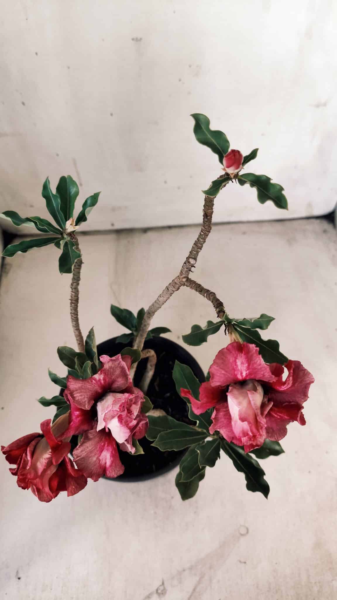 Planta Dobrada 3059 – 30cm – 02 anos