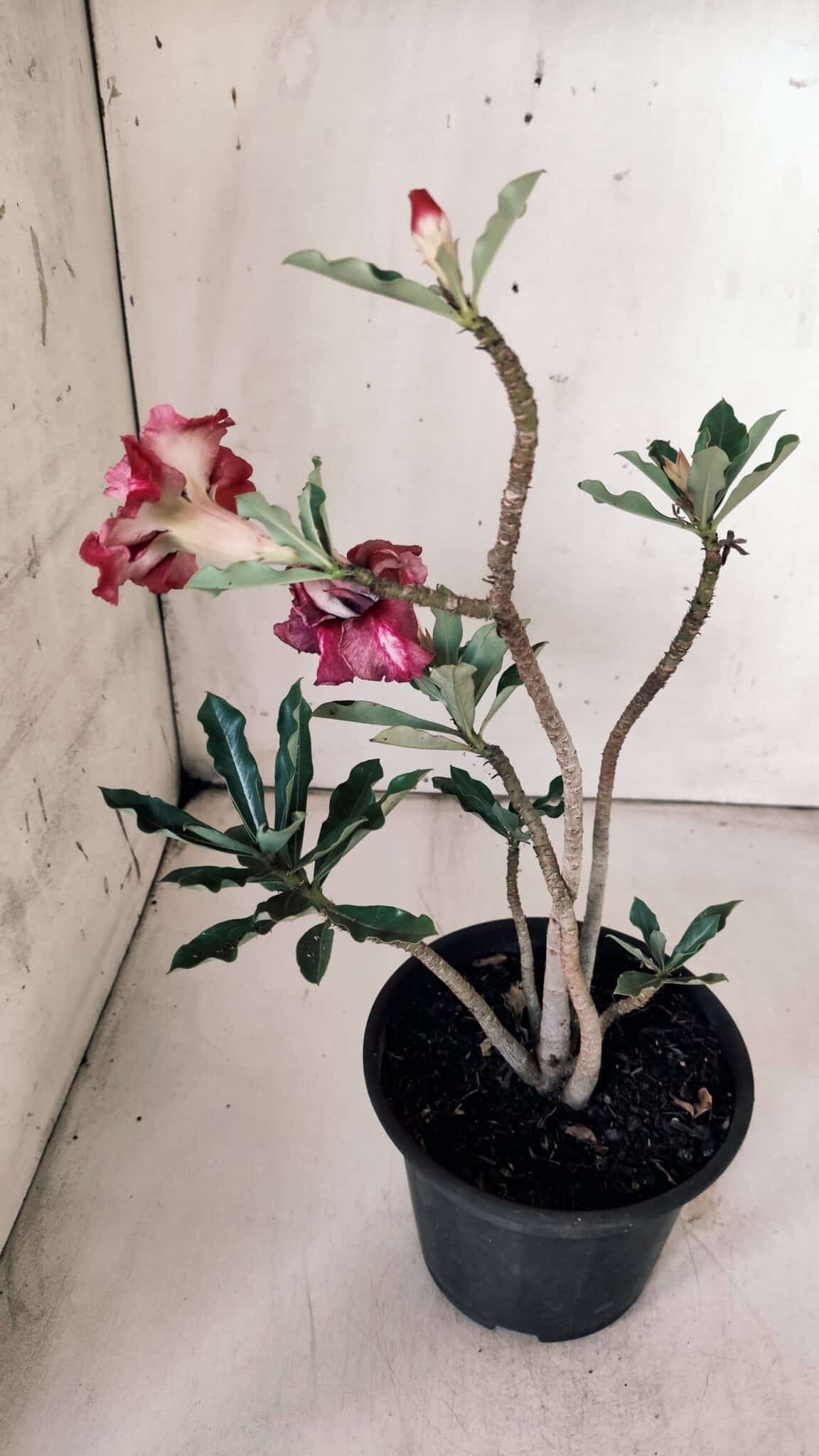 Planta Dobrada 3059 – 30cm – 02 anos