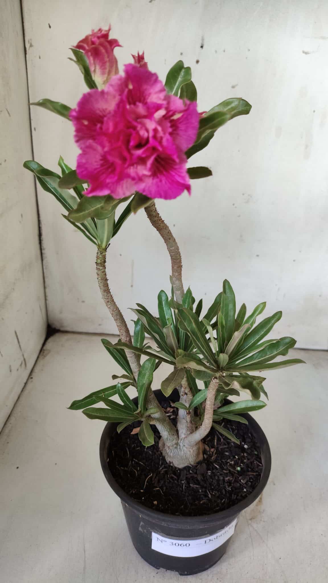 Planta Dobrada 3060 – 35cm – 03 anos