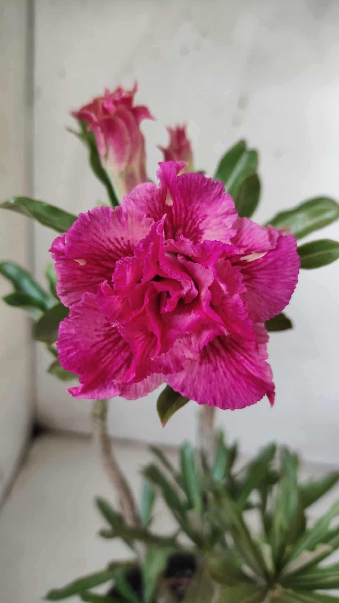 Planta Dobrada 3060 – 35cm – 03 anos