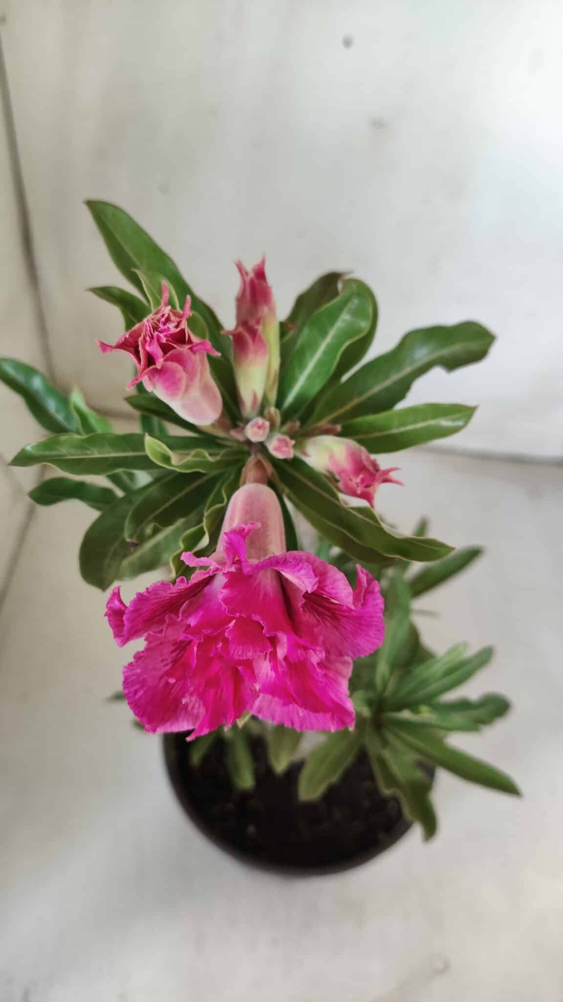 Planta Dobrada 3060 – 35cm – 03 anos