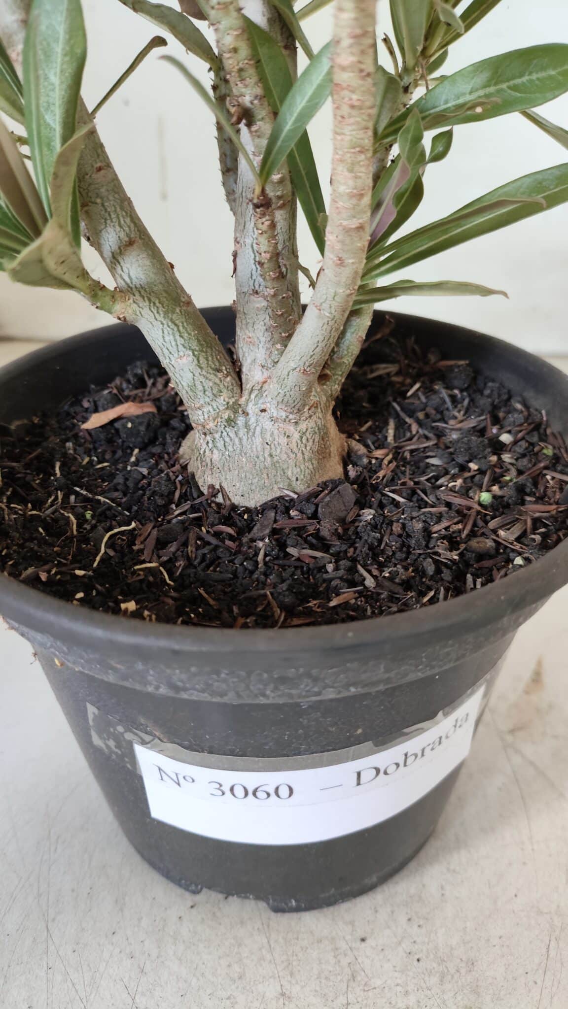 Planta Dobrada 3060 – 35cm – 03 anos