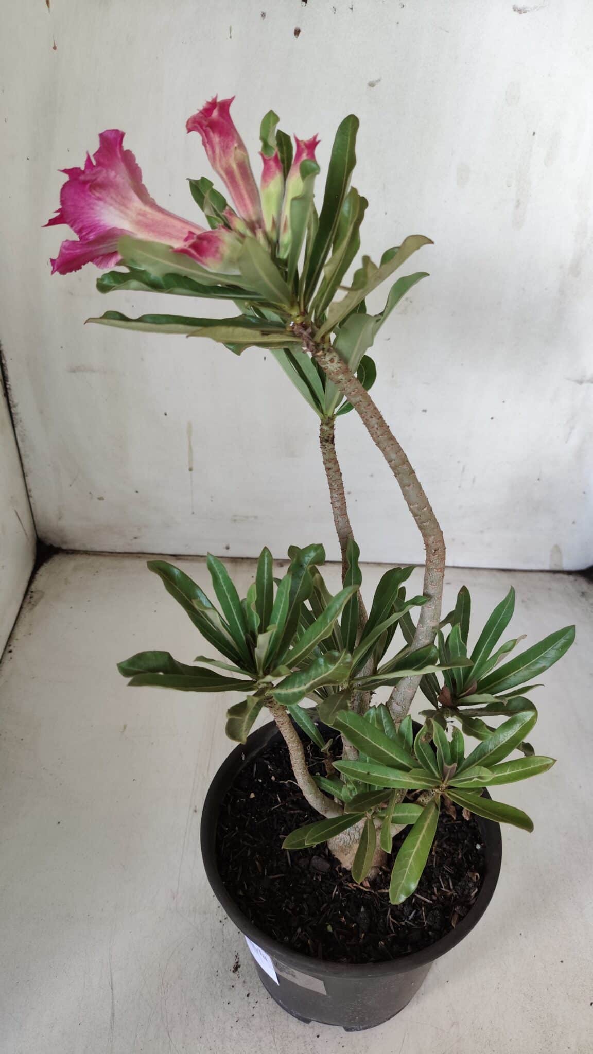 Planta Dobrada 3060 – 35cm – 03 anos