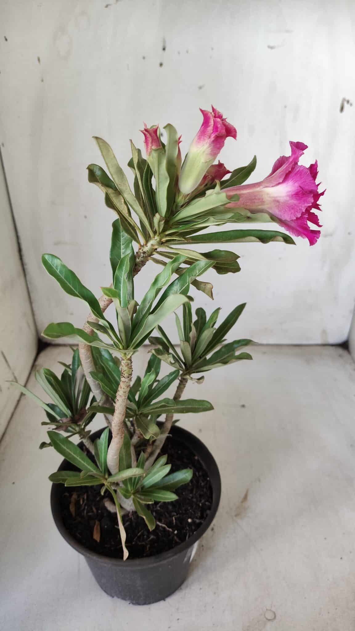 Planta Dobrada 3060 – 35cm – 03 anos