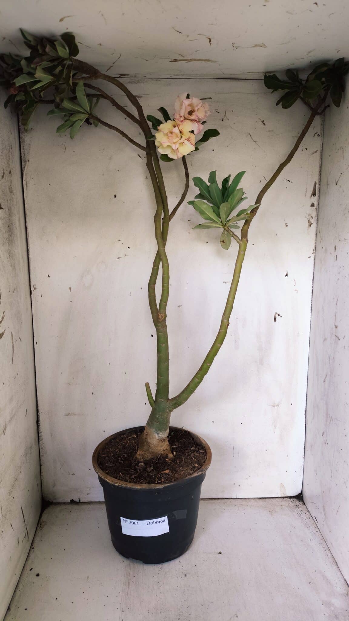 Planta Dobrada 3061 – 60cm – 04 anos