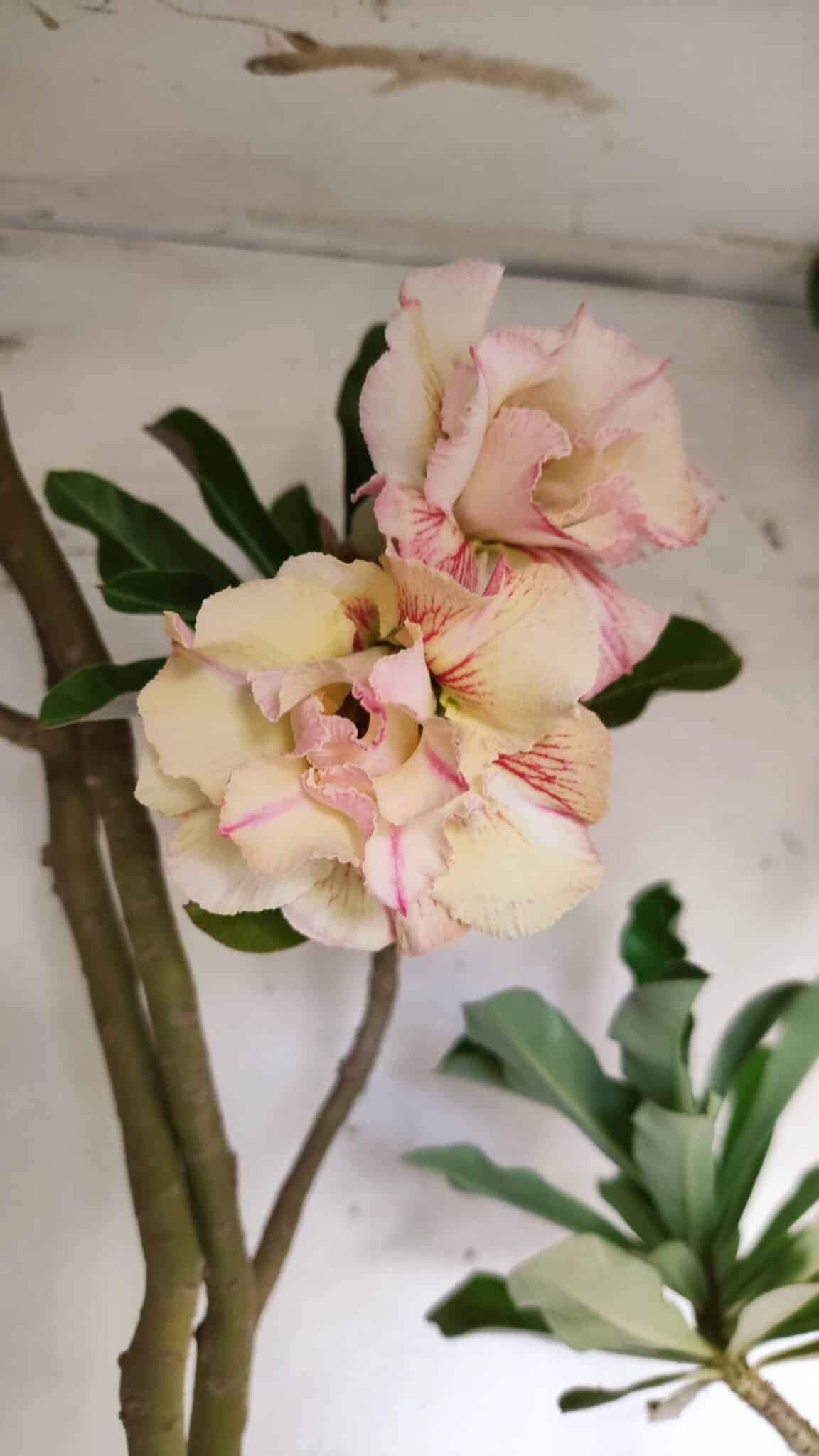 Planta Dobrada 3061 – 60cm – 04 anos