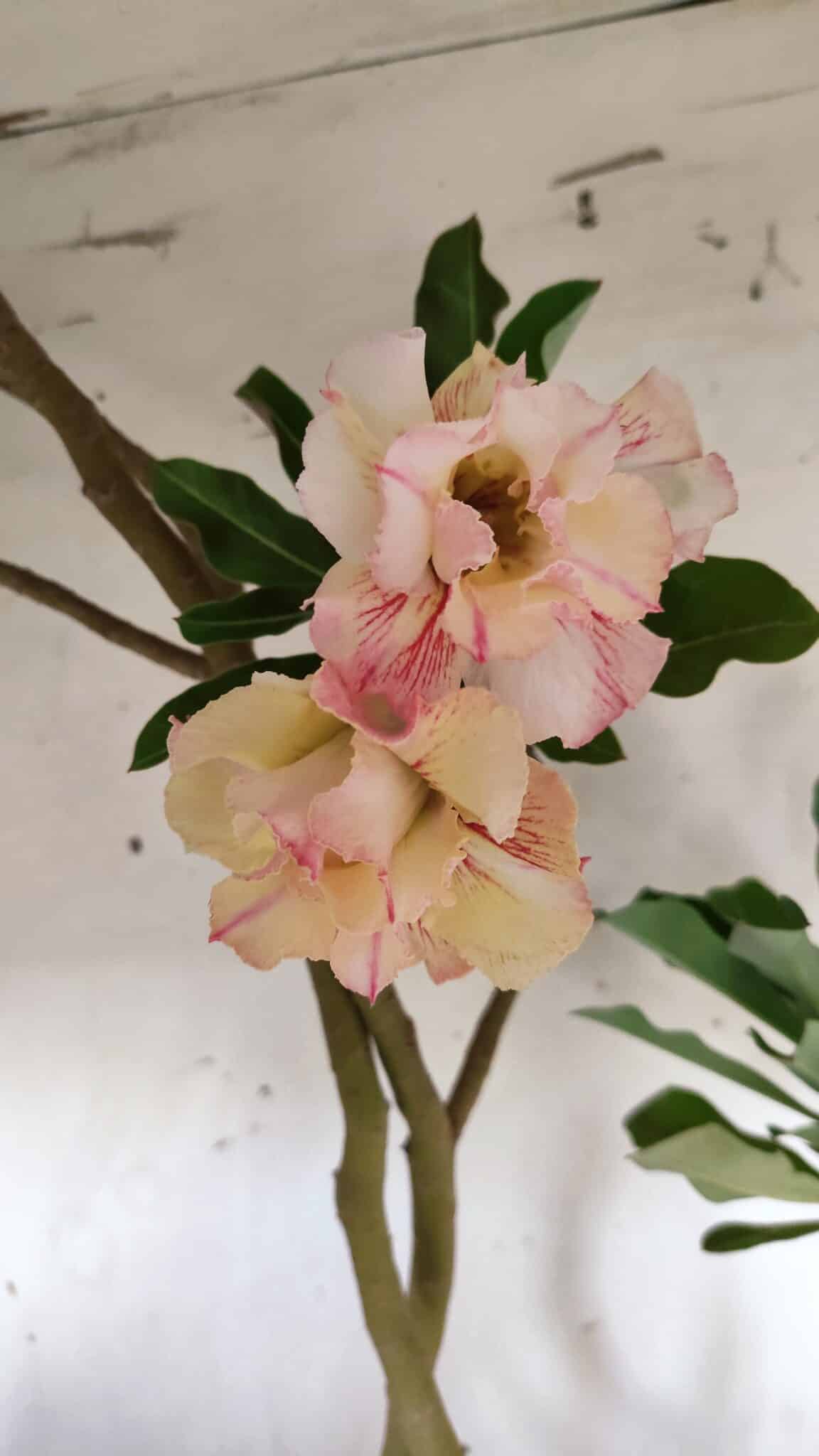 Planta Dobrada 3061 – 60cm – 04 anos
