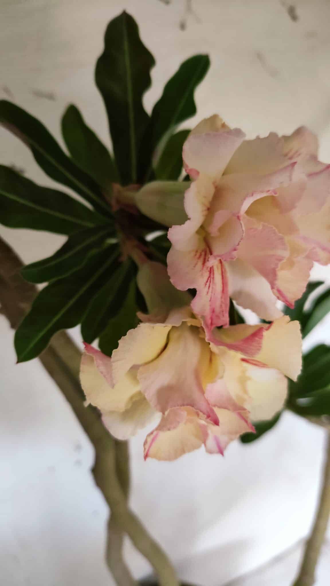 Planta Dobrada 3061 – 60cm – 04 anos
