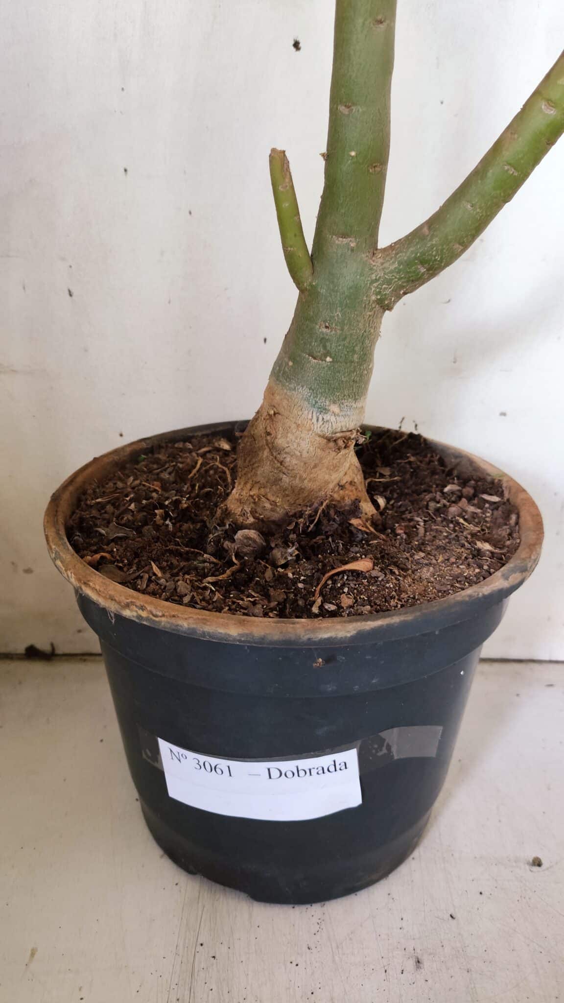 Planta Dobrada 3061 – 60cm – 04 anos