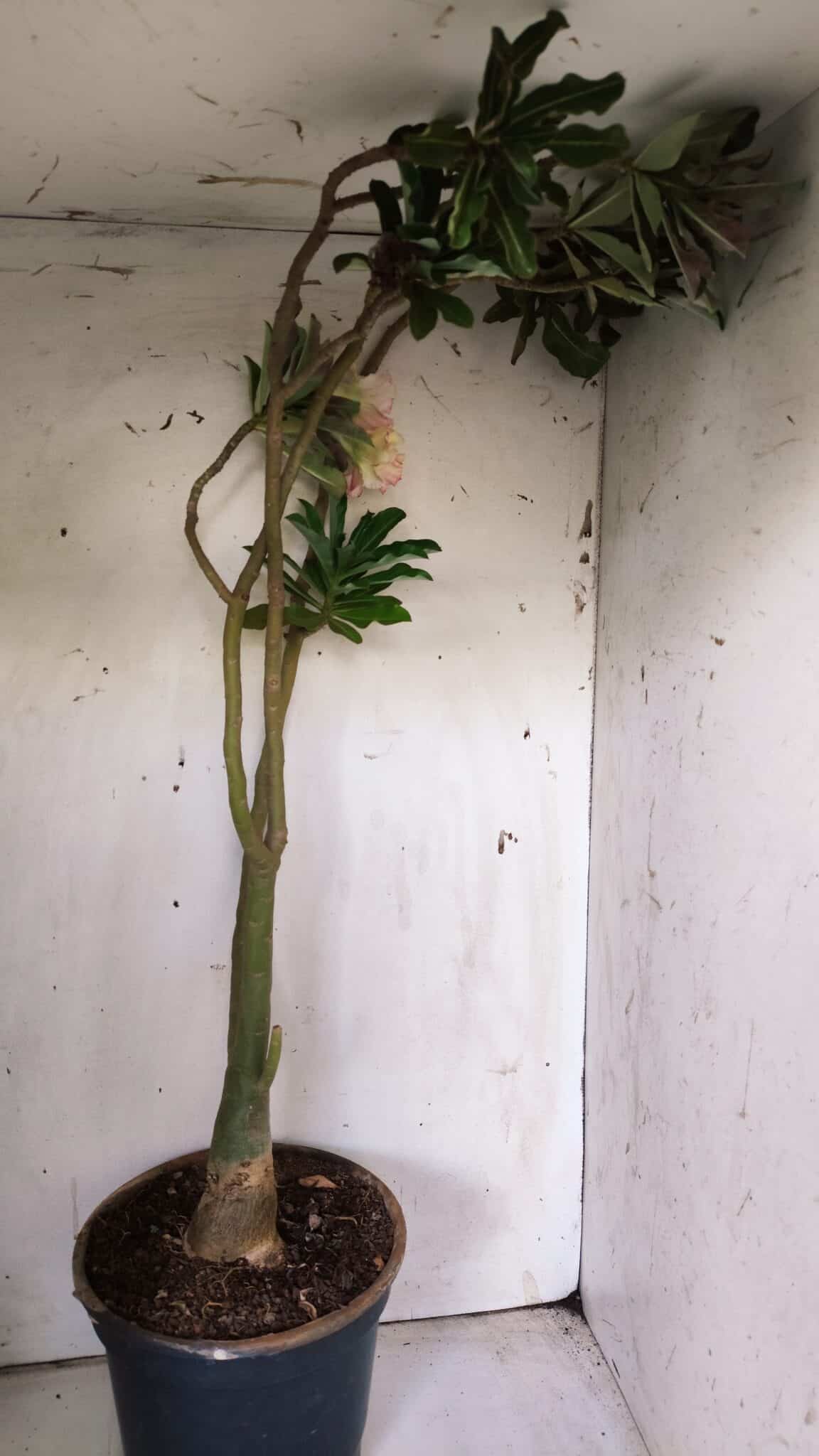 Planta Dobrada 3061 – 60cm – 04 anos