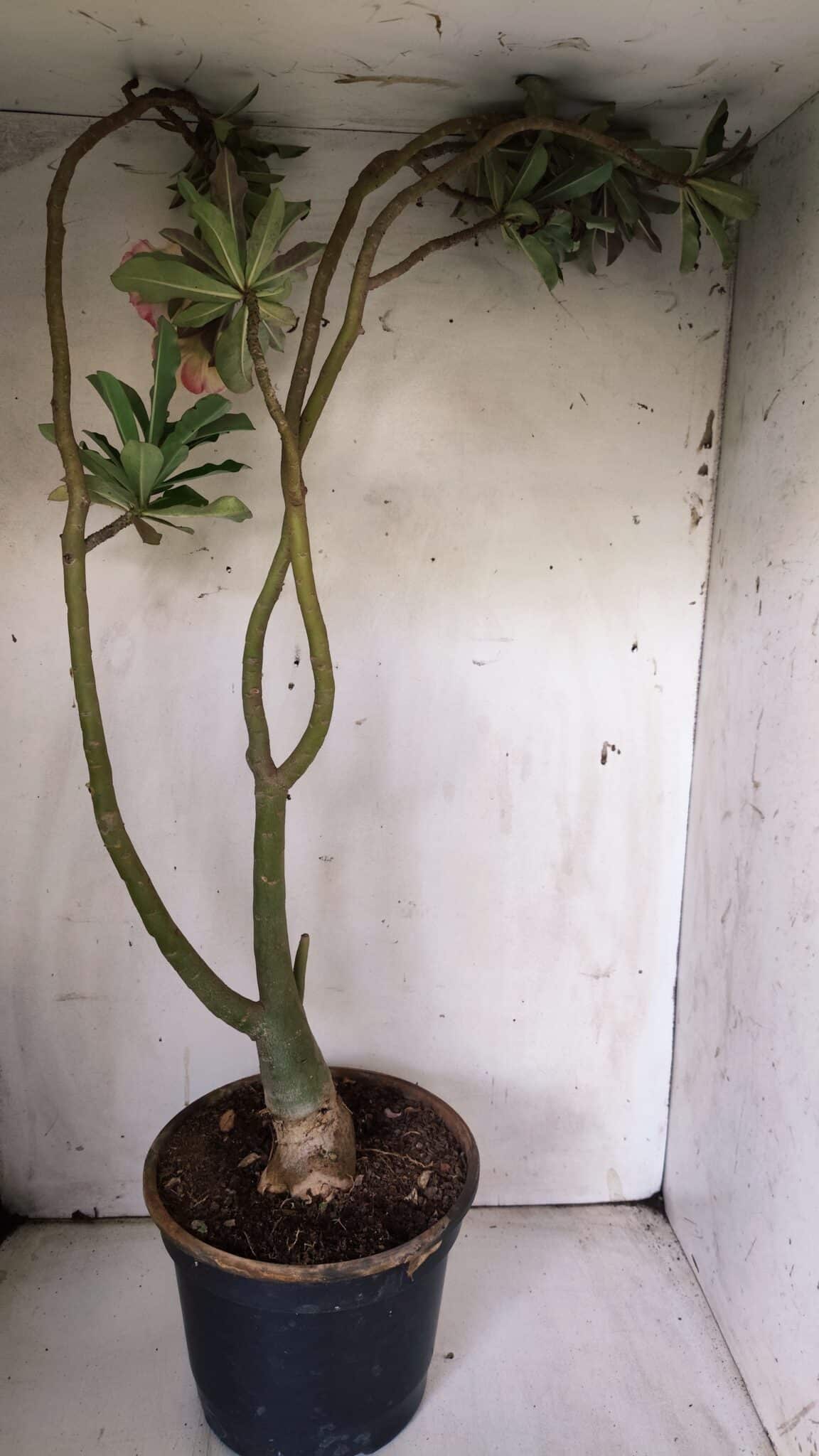 Planta Dobrada 3061 – 60cm – 04 anos