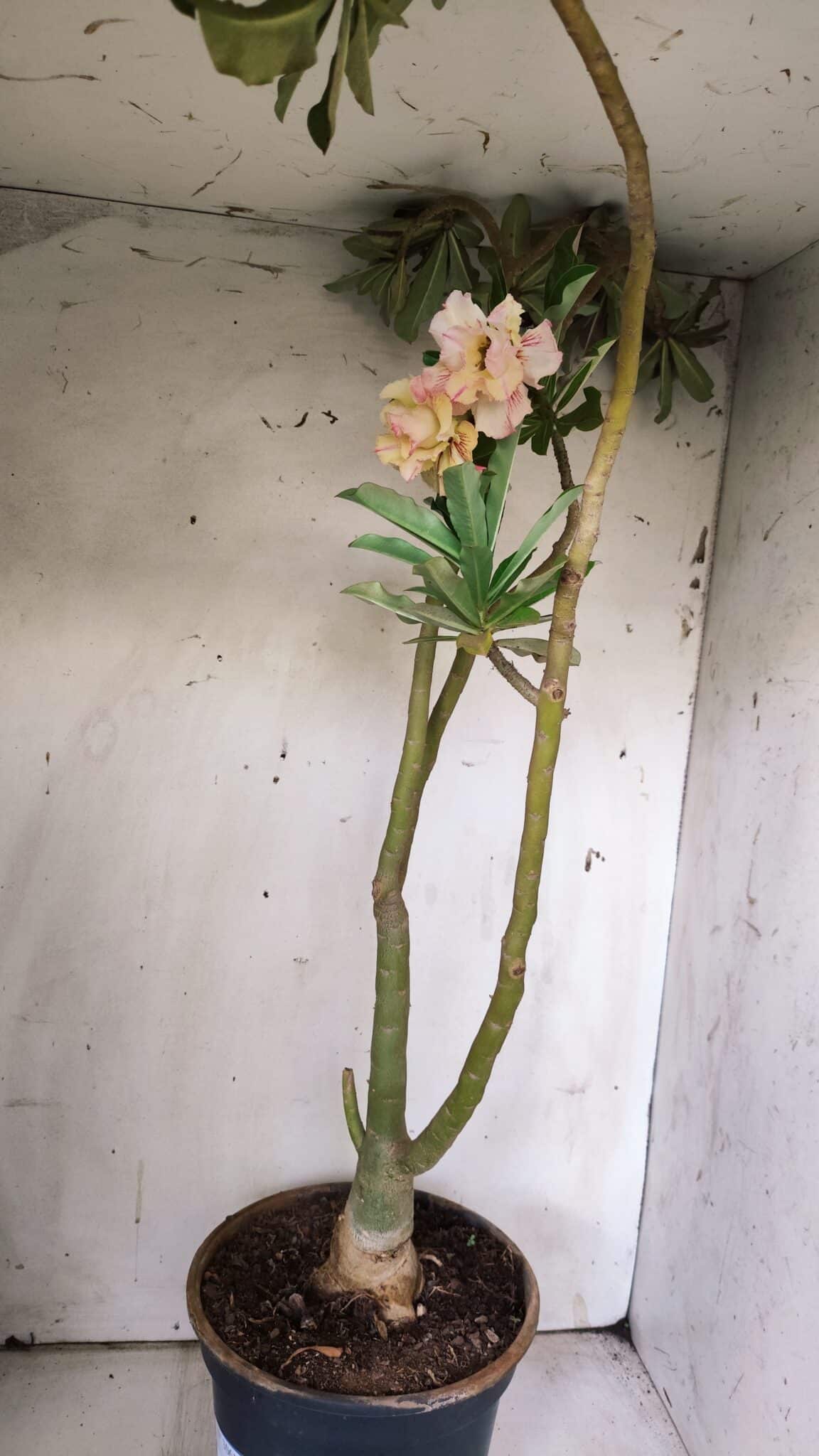 Planta Dobrada 3061 – 60cm – 04 anos