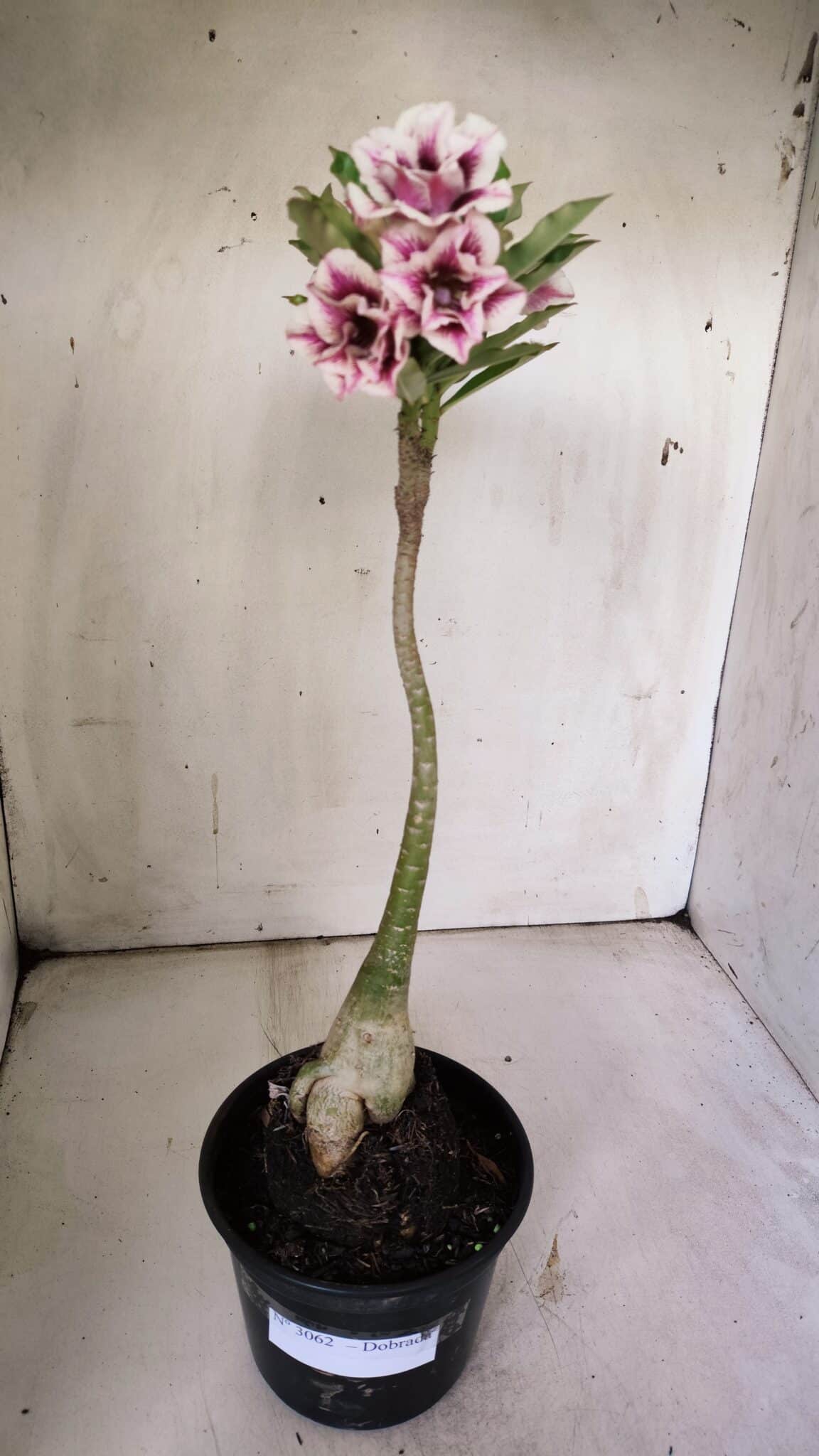 Planta Dobrada 3062 – 35cm – 03 anos