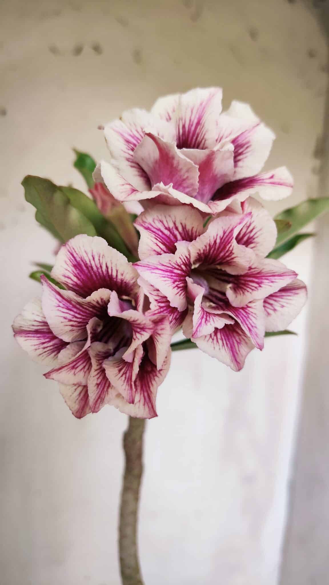Planta Dobrada 3062 – 35cm – 03 anos