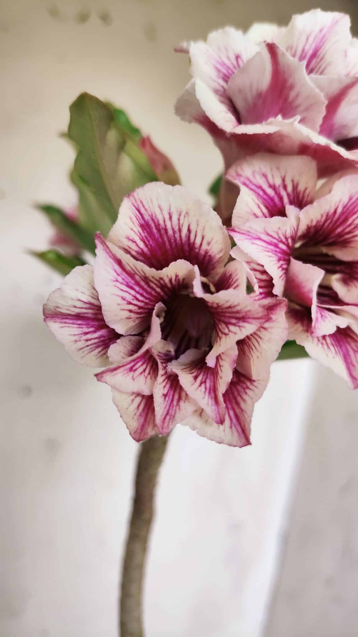 Planta Dobrada 3062 – 35cm – 03 anos