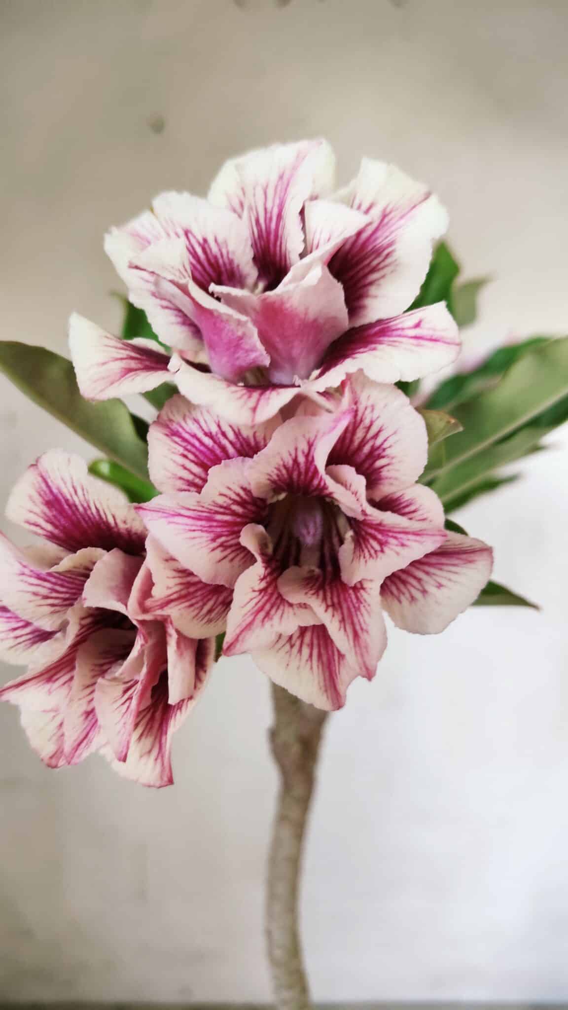 Planta Dobrada 3062 – 35cm – 03 anos
