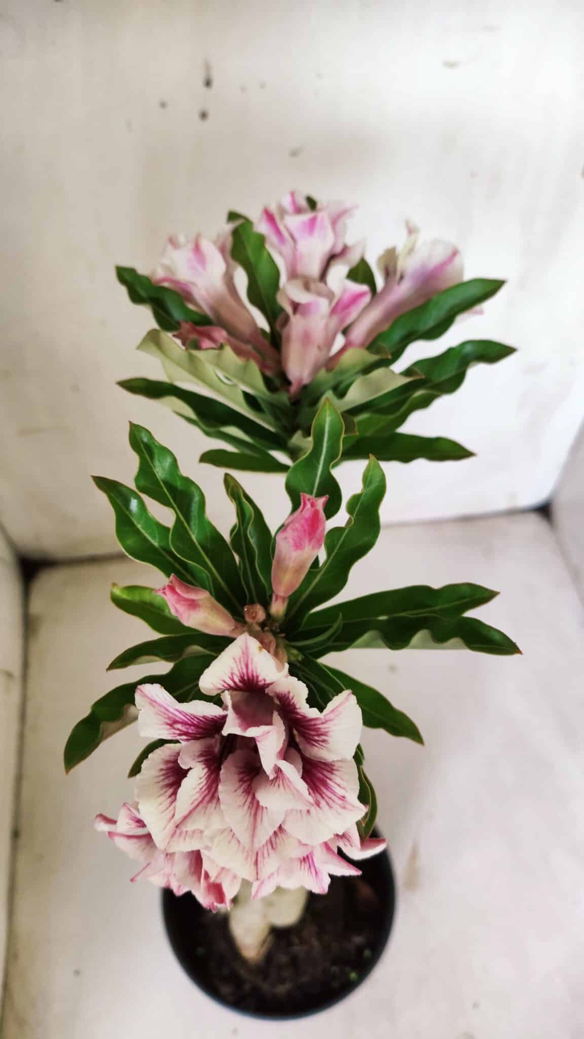 Planta Dobrada 3062 – 35cm – 03 anos