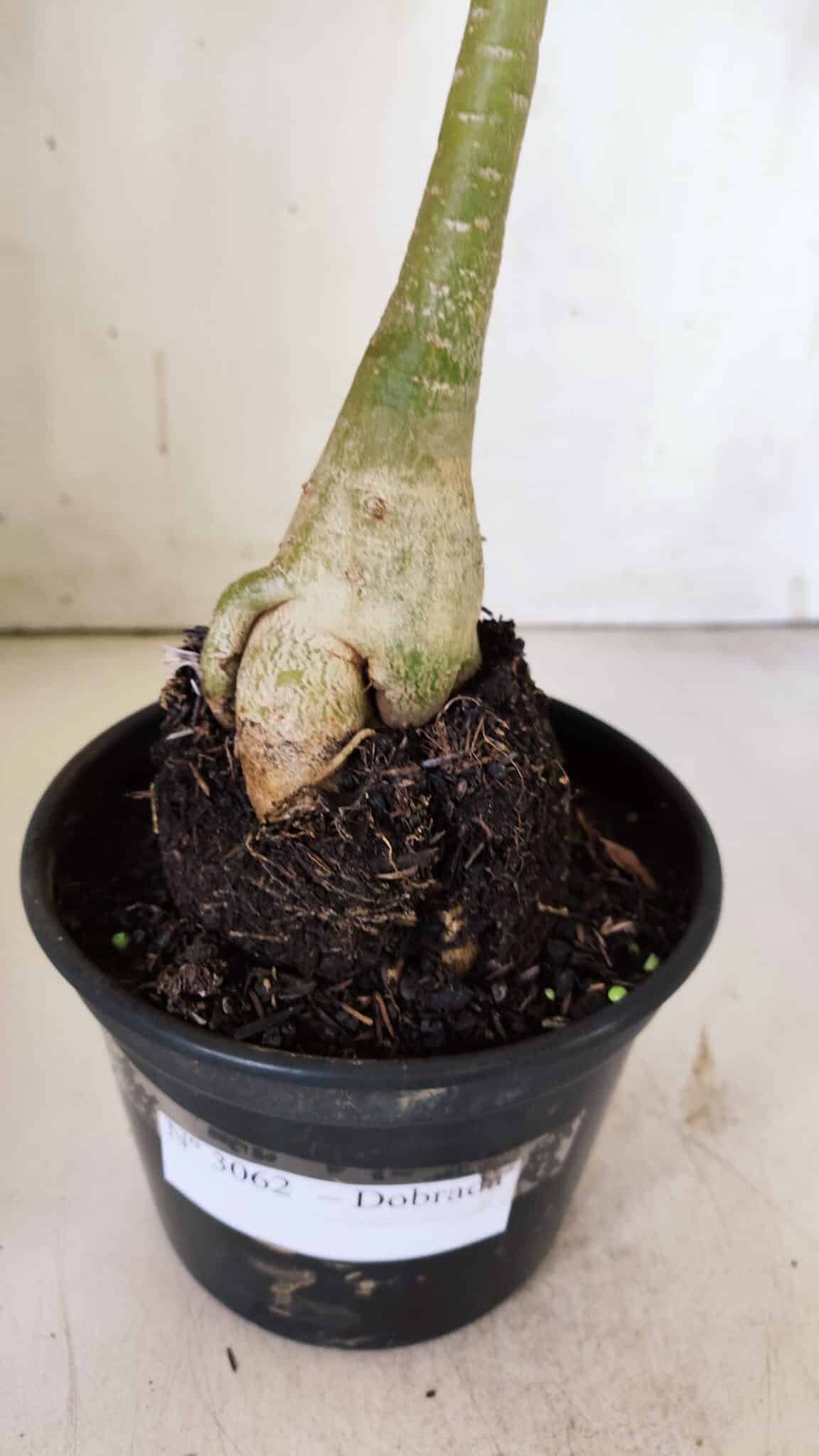 Planta Dobrada 3062 – 35cm – 03 anos