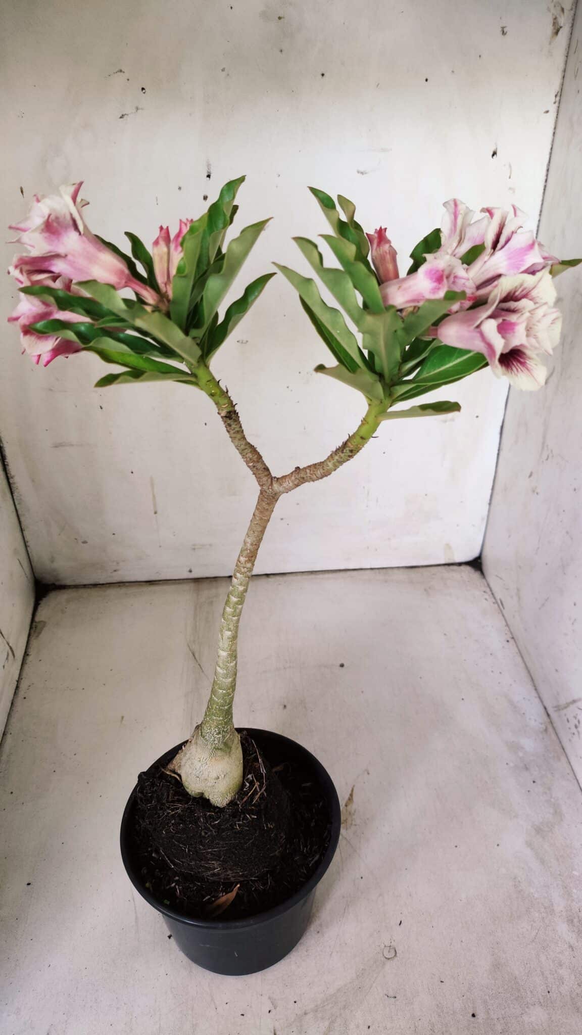 Planta Dobrada 3062 – 35cm – 03 anos
