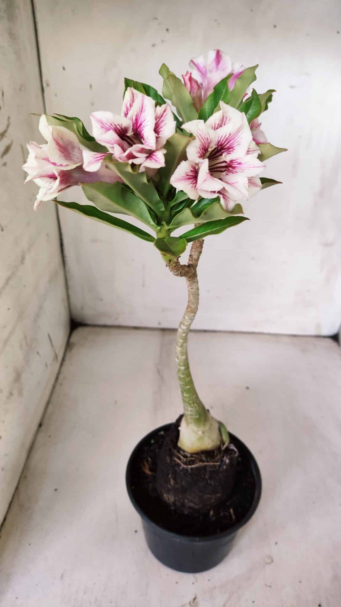 Planta Dobrada 3062 – 35cm – 03 anos