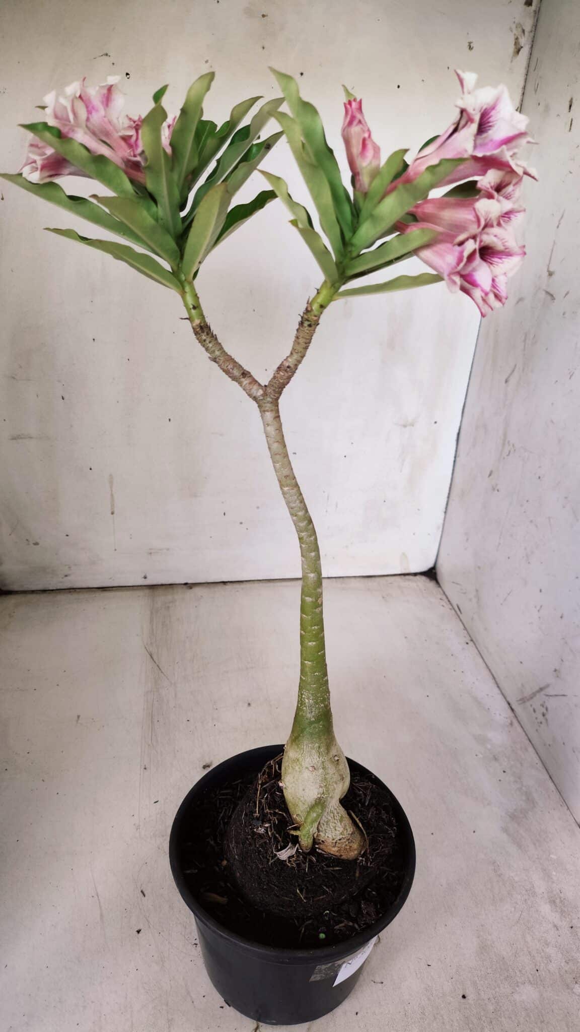 Planta Dobrada 3062 – 35cm – 03 anos