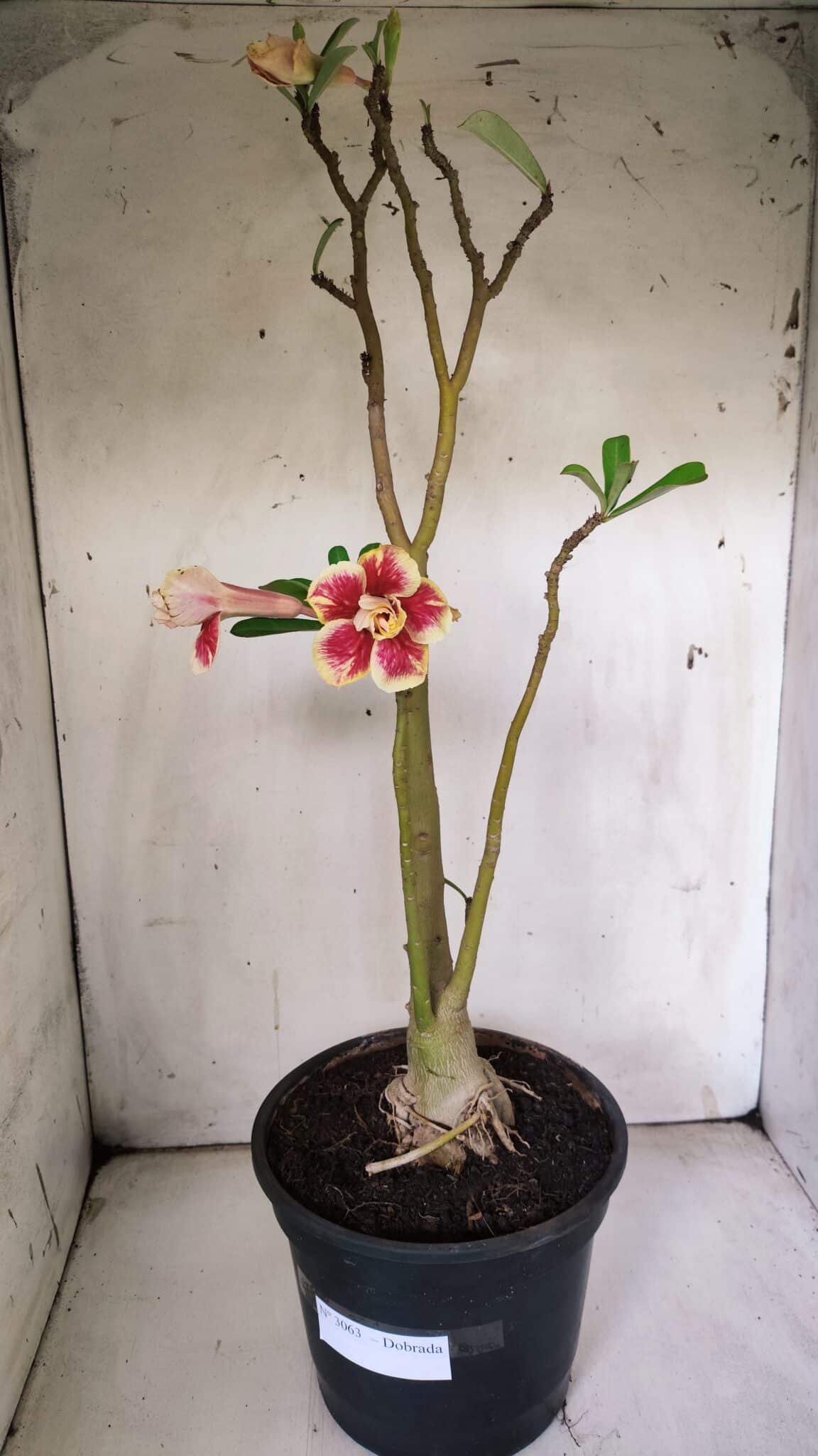 Planta Dobrada 3063 – 50cm – 04 anos