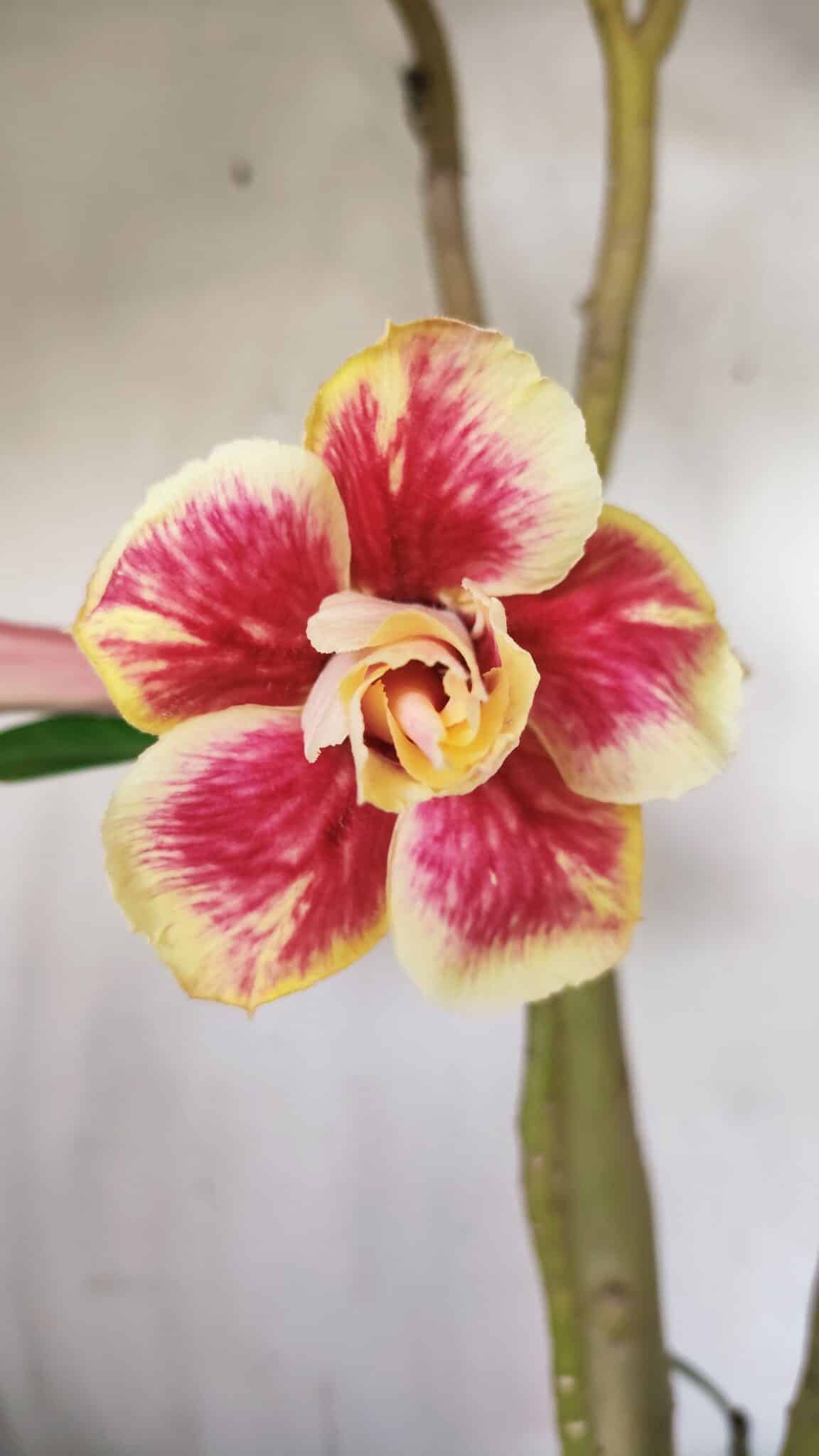 Planta Dobrada 3063 – 50cm – 04 anos