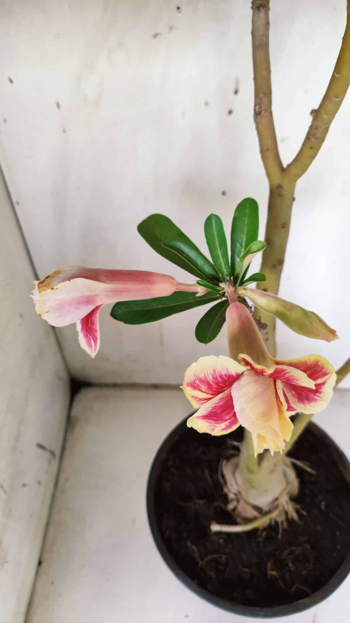 Planta Dobrada 3063 – 50cm – 04 anos
