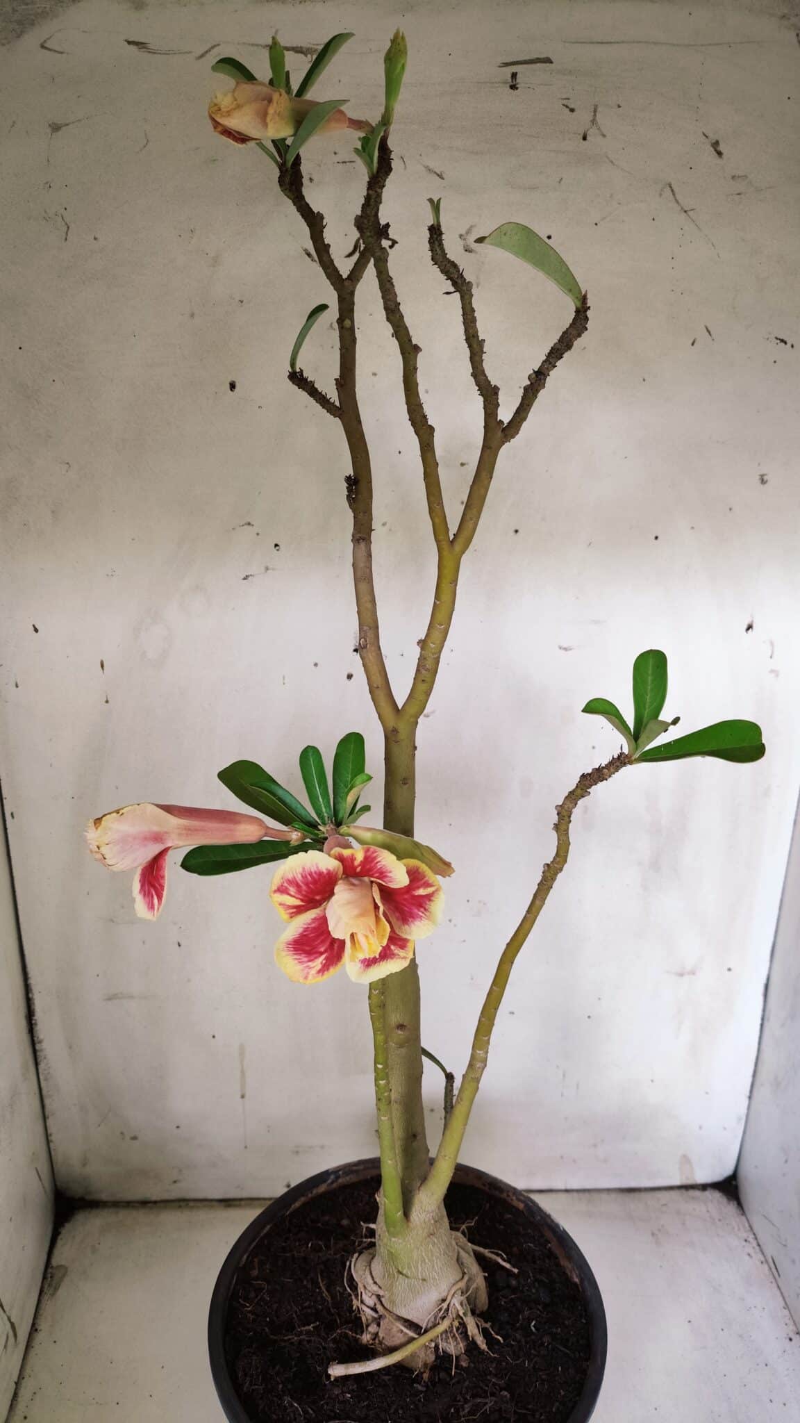 Planta Dobrada 3063 – 50cm – 04 anos
