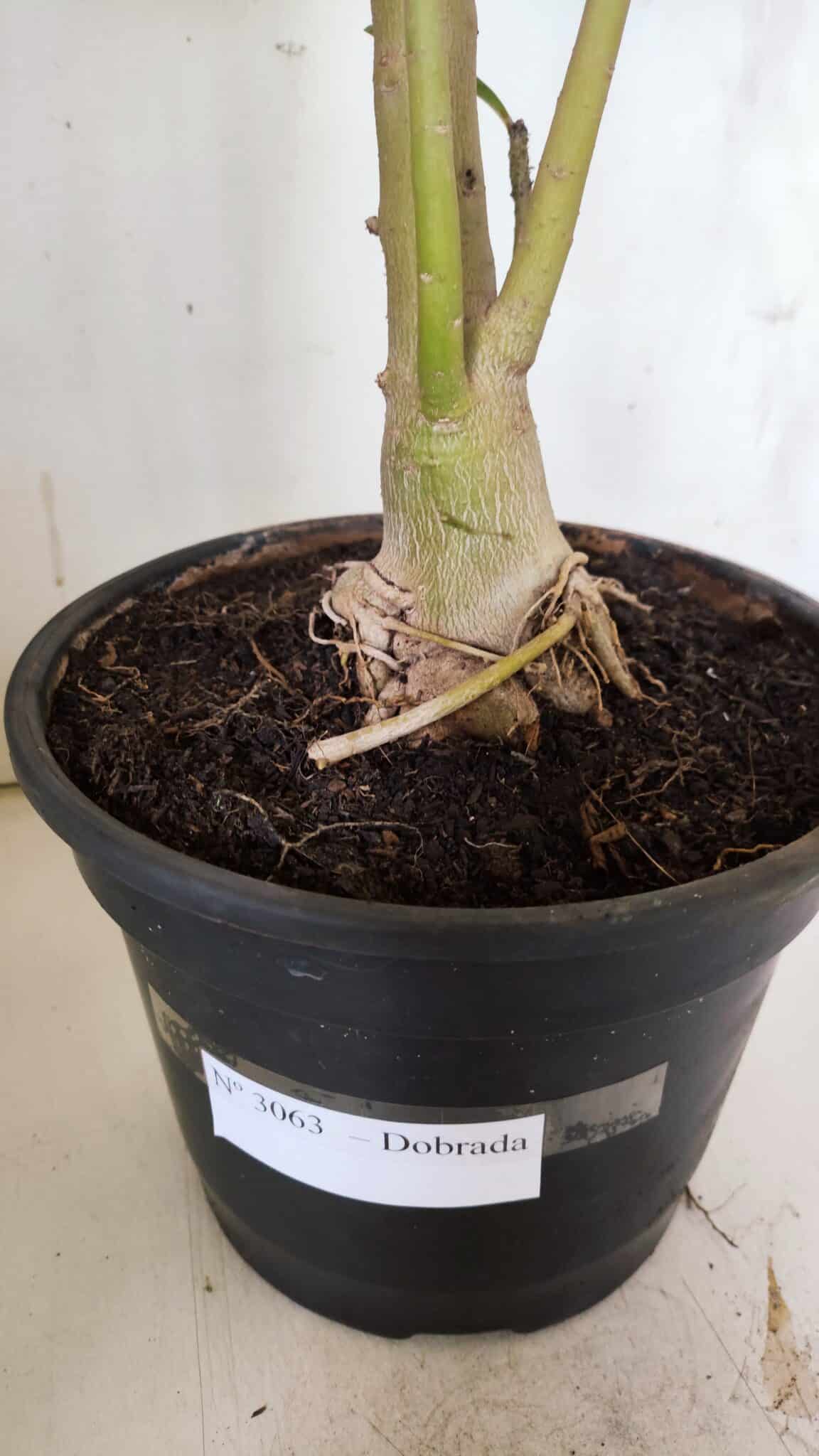 Planta Dobrada 3063 – 50cm – 04 anos