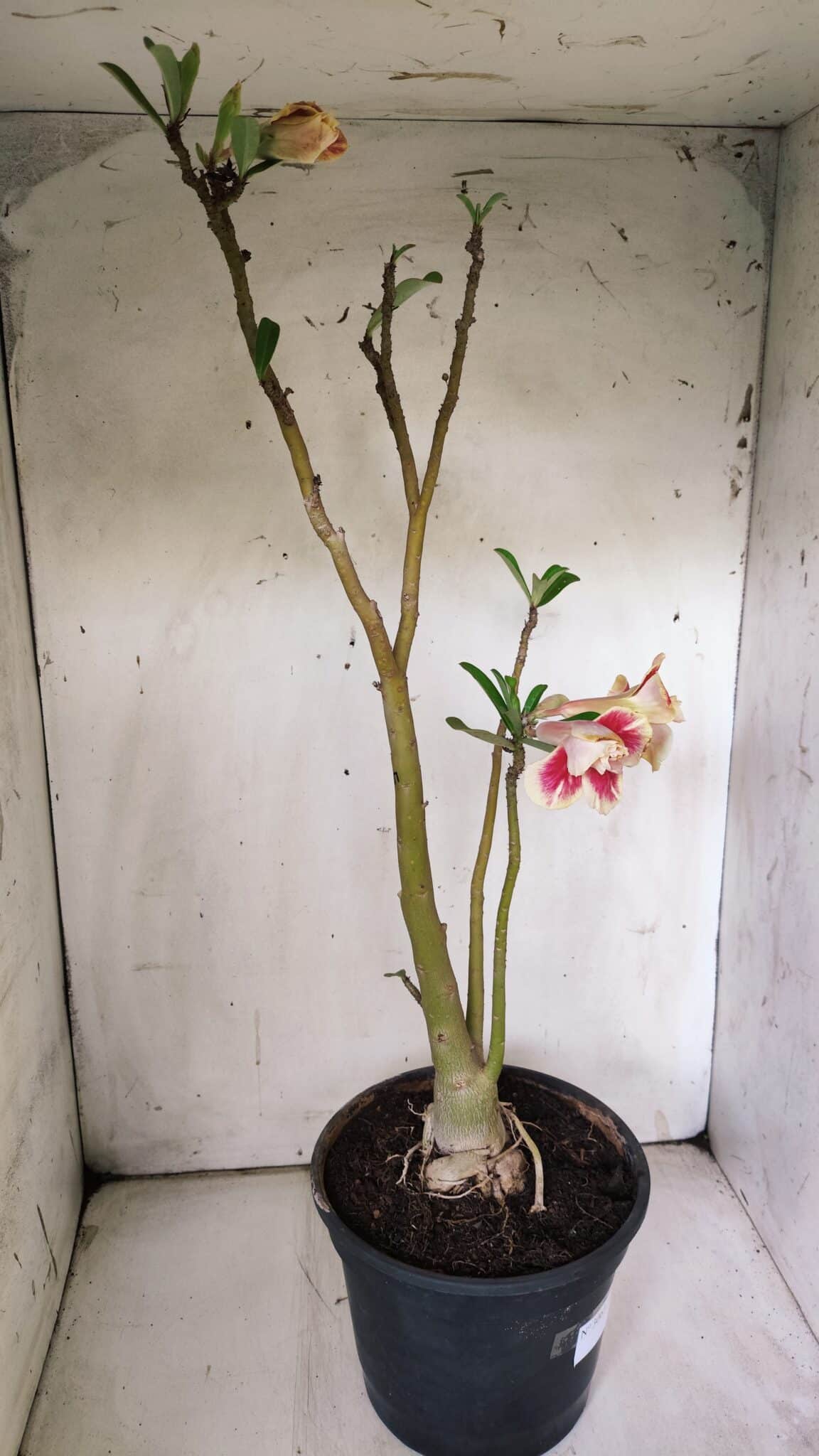 Planta Dobrada 3063 – 50cm – 04 anos