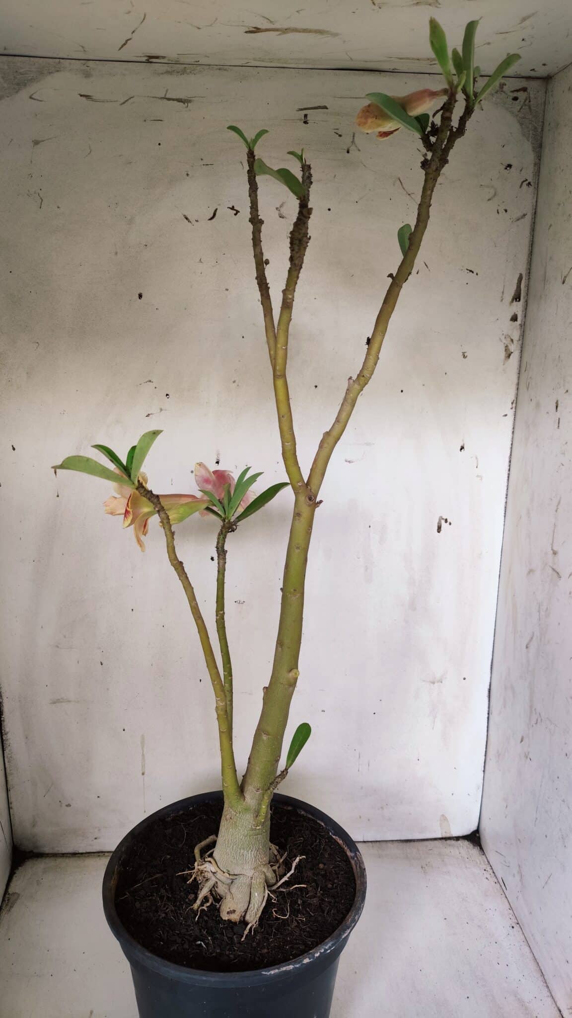 Planta Dobrada 3063 – 50cm – 04 anos