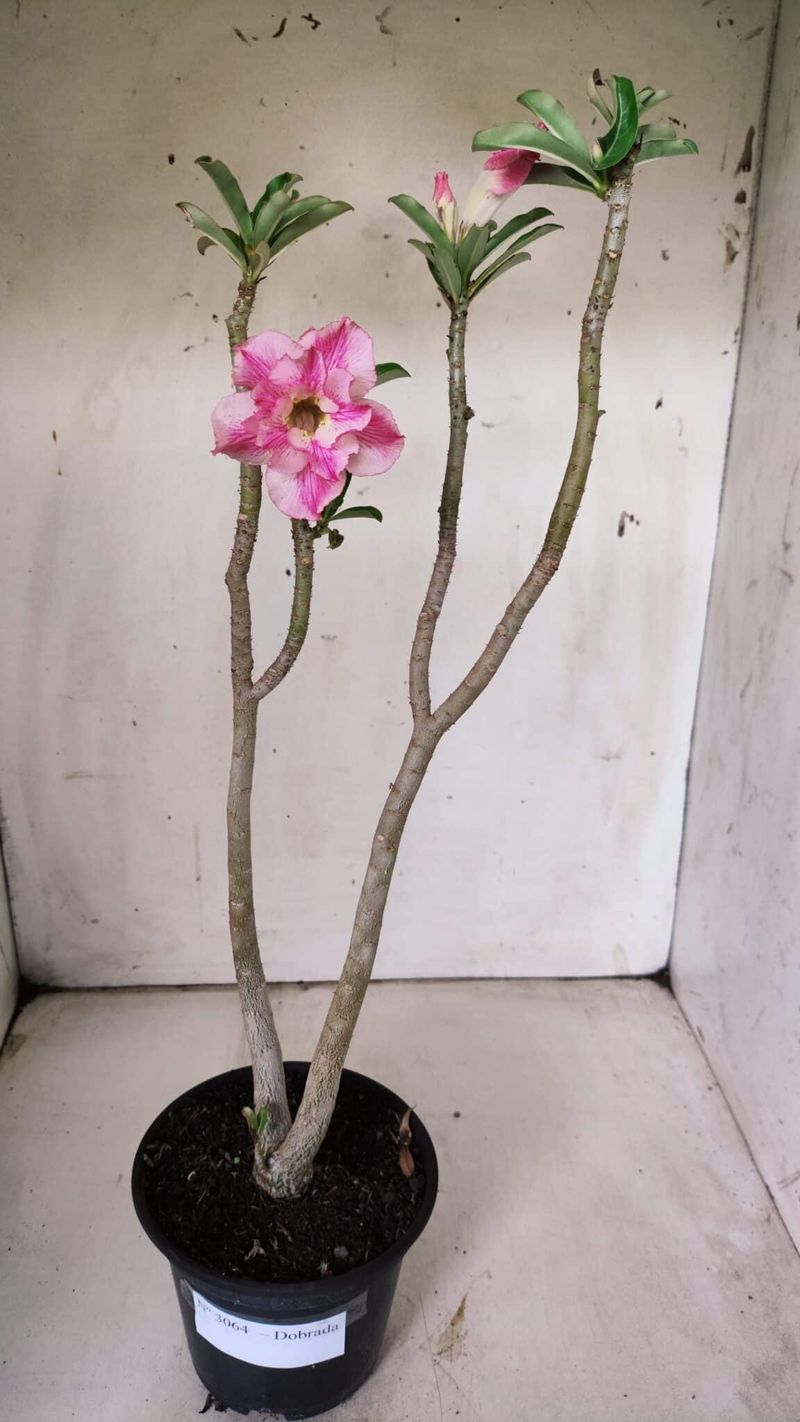 Planta Dobrada 3064 – 30cm – 02 anos