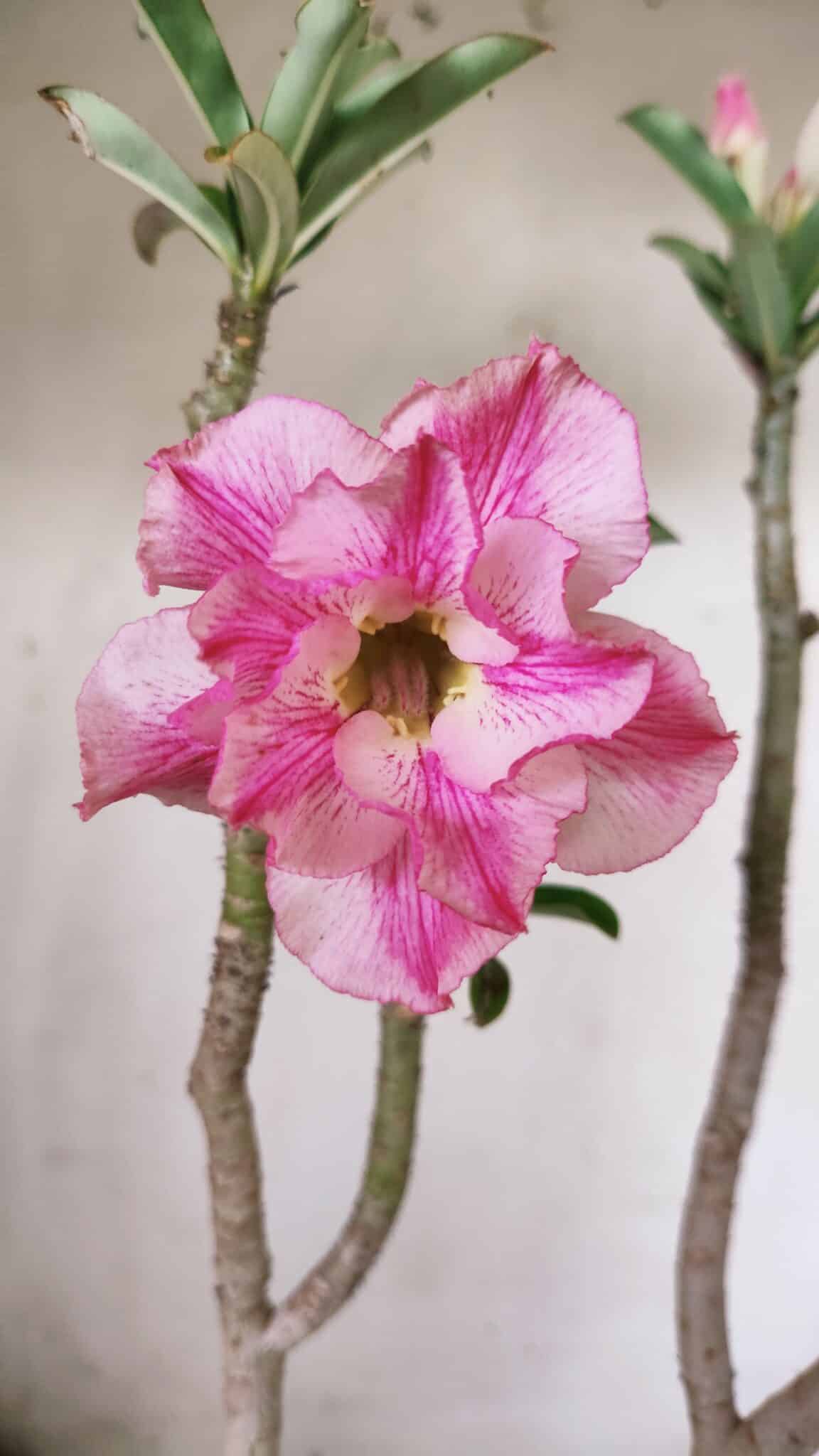 Planta Dobrada 3064 – 30cm – 02 anos