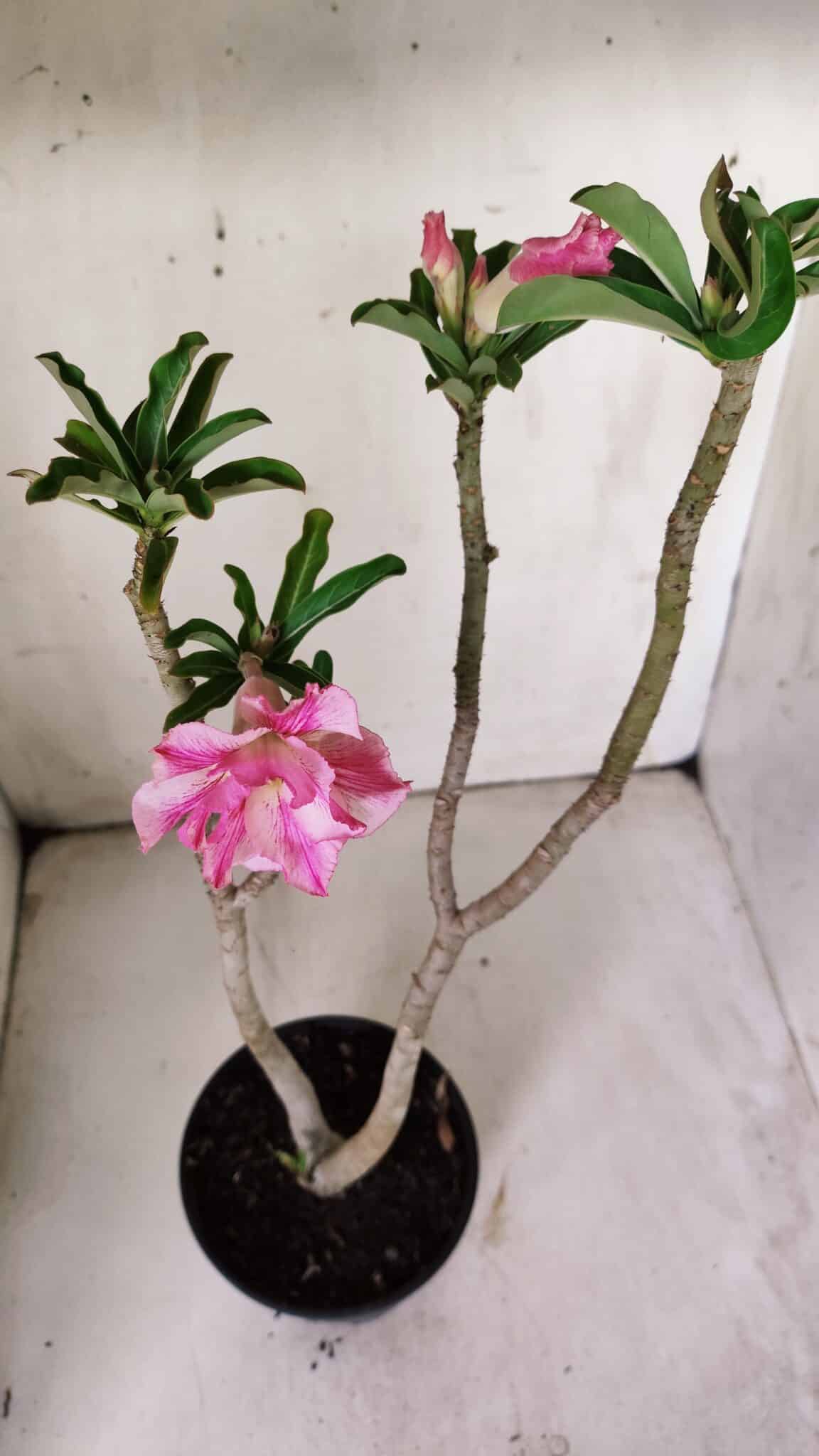Planta Dobrada 3064 – 30cm – 02 anos