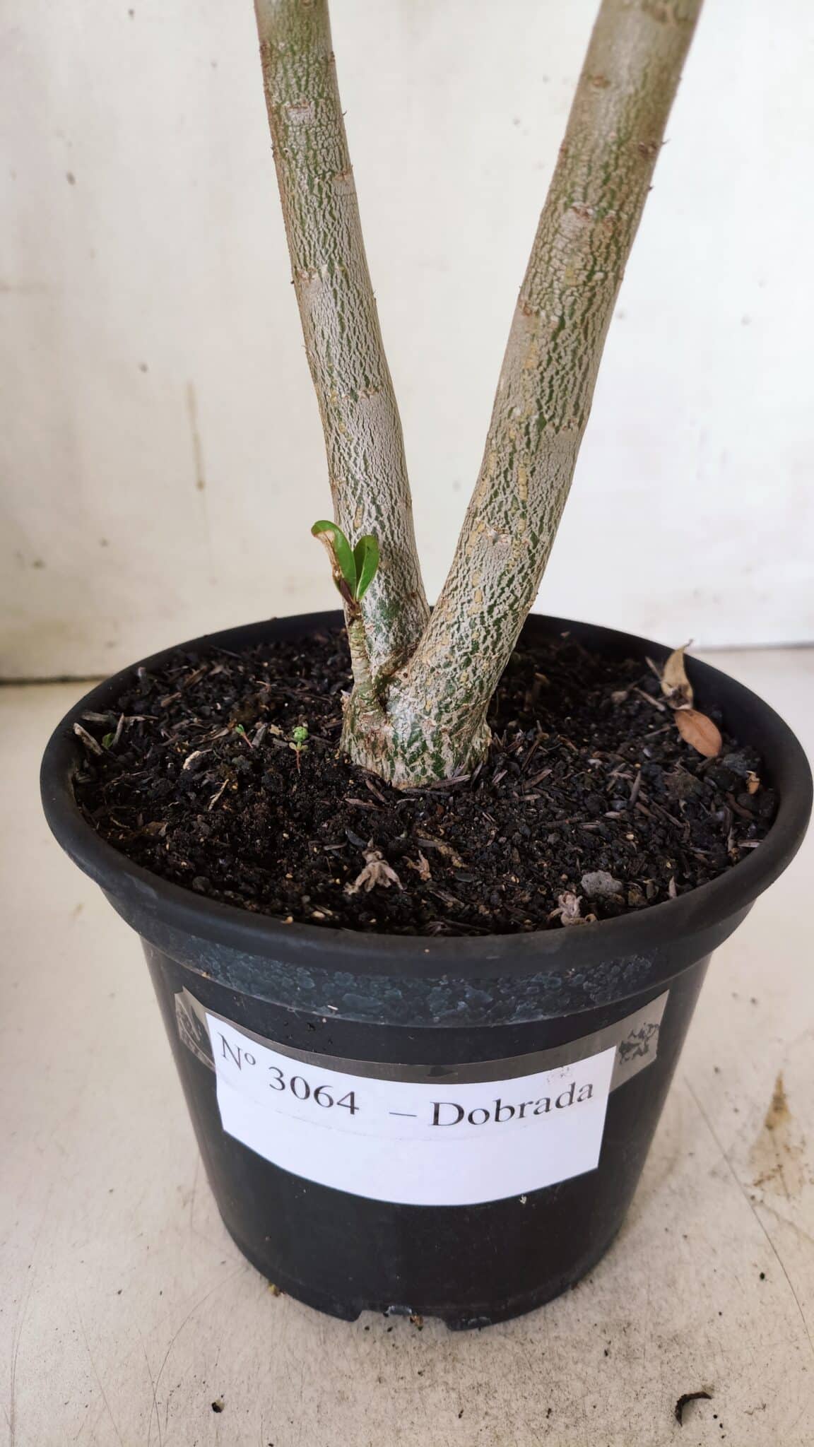 Planta Dobrada 3064 – 30cm – 02 anos