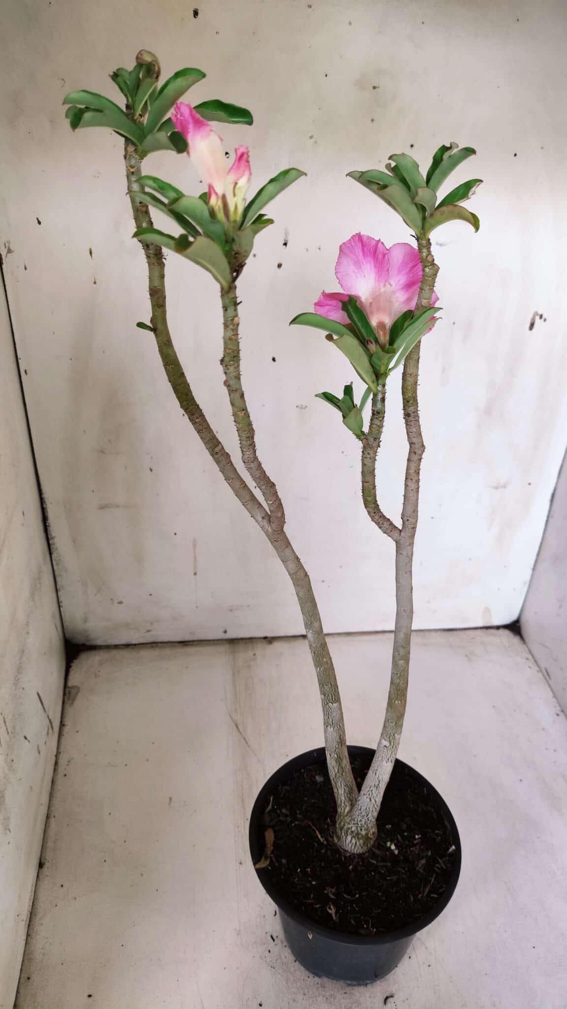 Planta Dobrada 3064 – 30cm – 02 anos