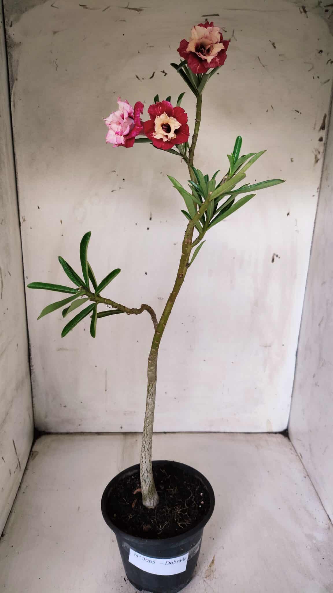 Planta Dobrada 3065 – 30cm – 02 anos