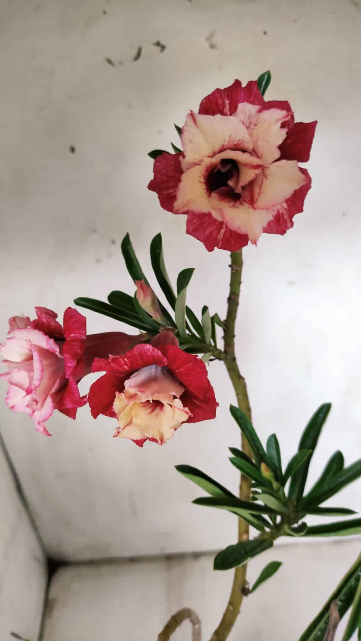 Planta Dobrada 3065 – 30cm – 02 anos