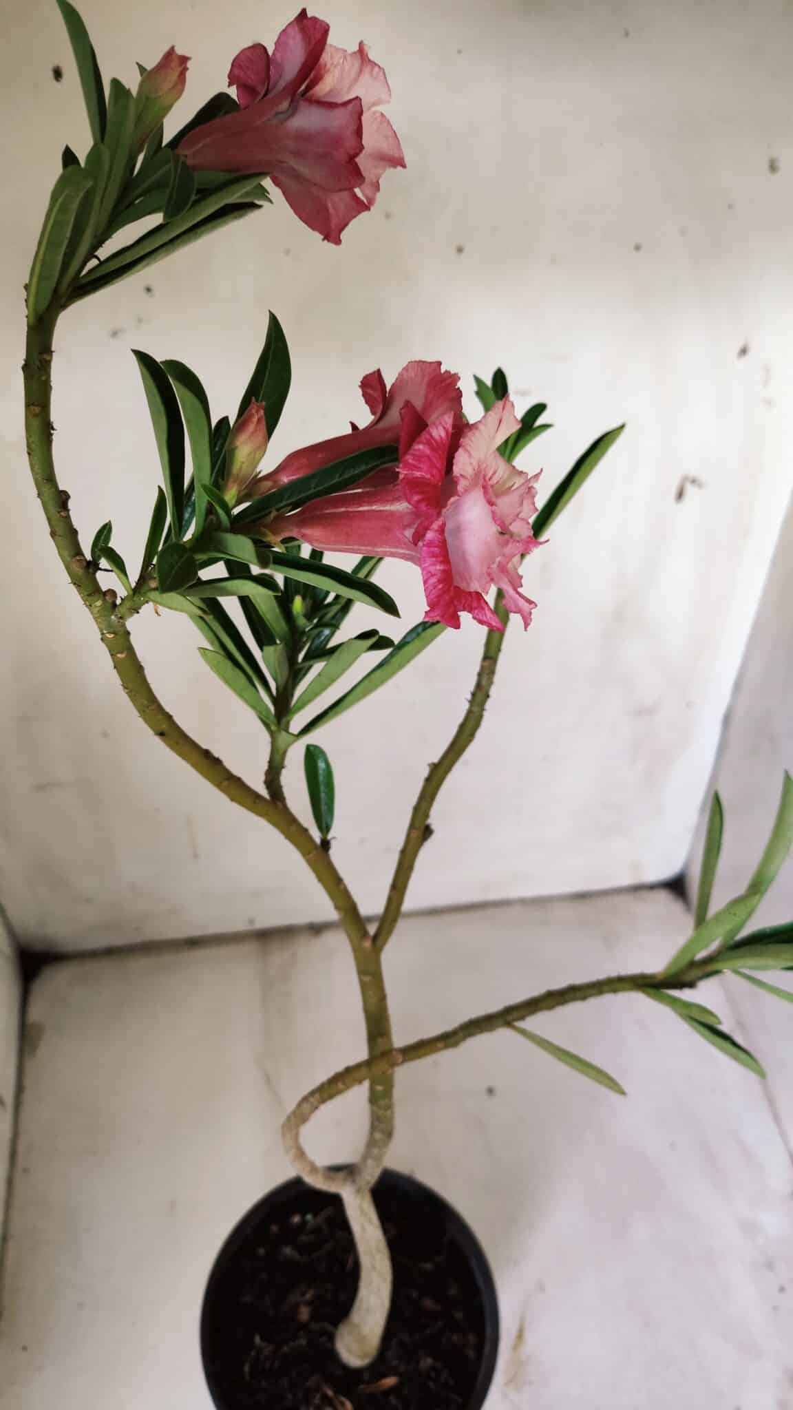 Planta Dobrada 3065 – 30cm – 02 anos