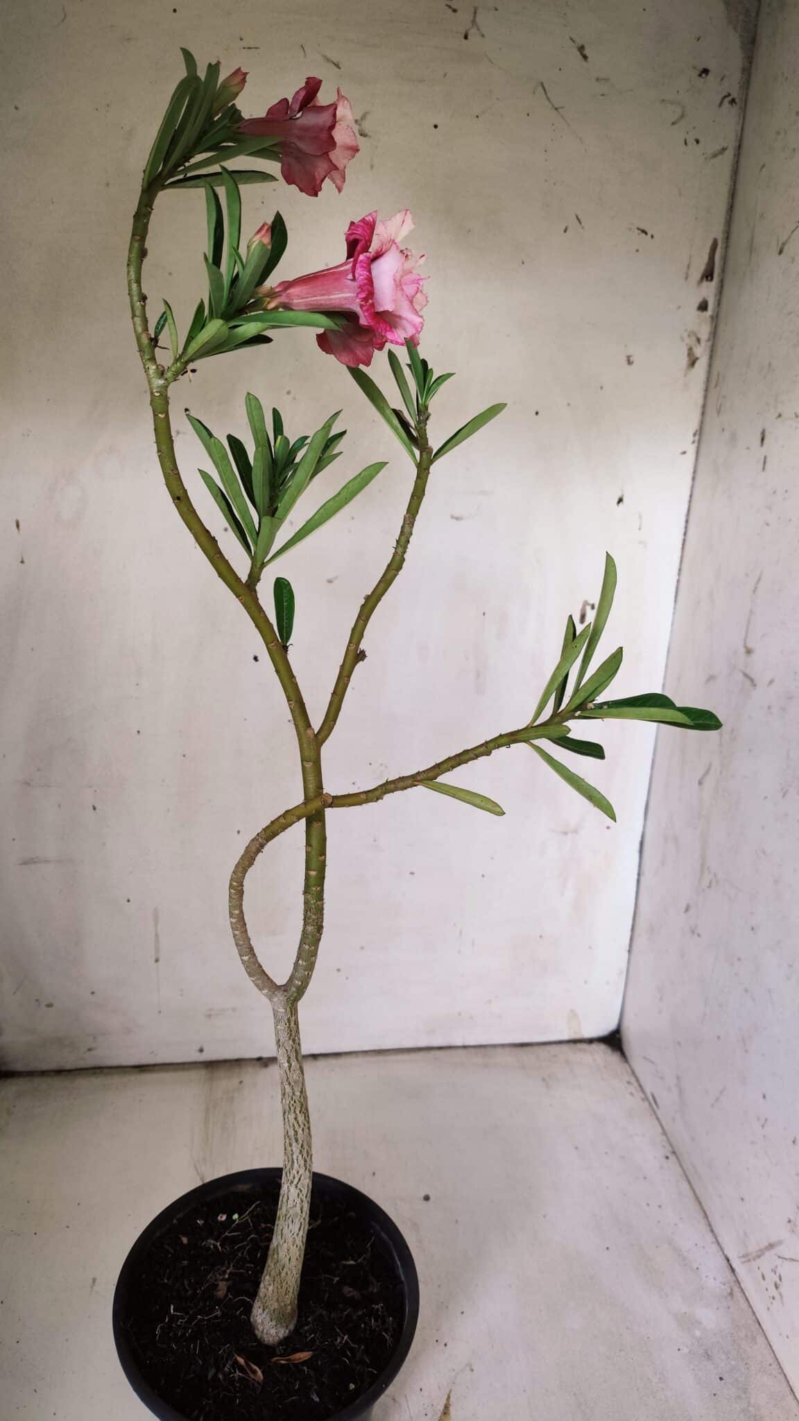 Planta Dobrada 3065 – 30cm – 02 anos
