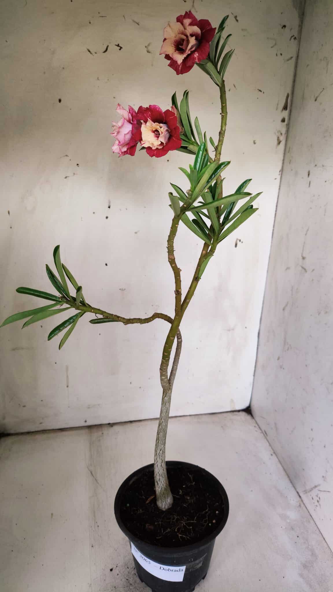 Planta Dobrada 3065 – 30cm – 02 anos