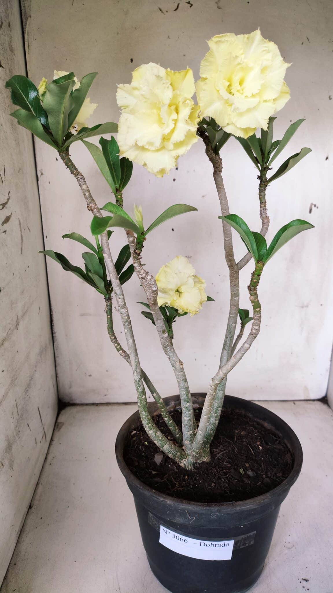 Planta Dobrada 3066 – 45cm – 04 anos