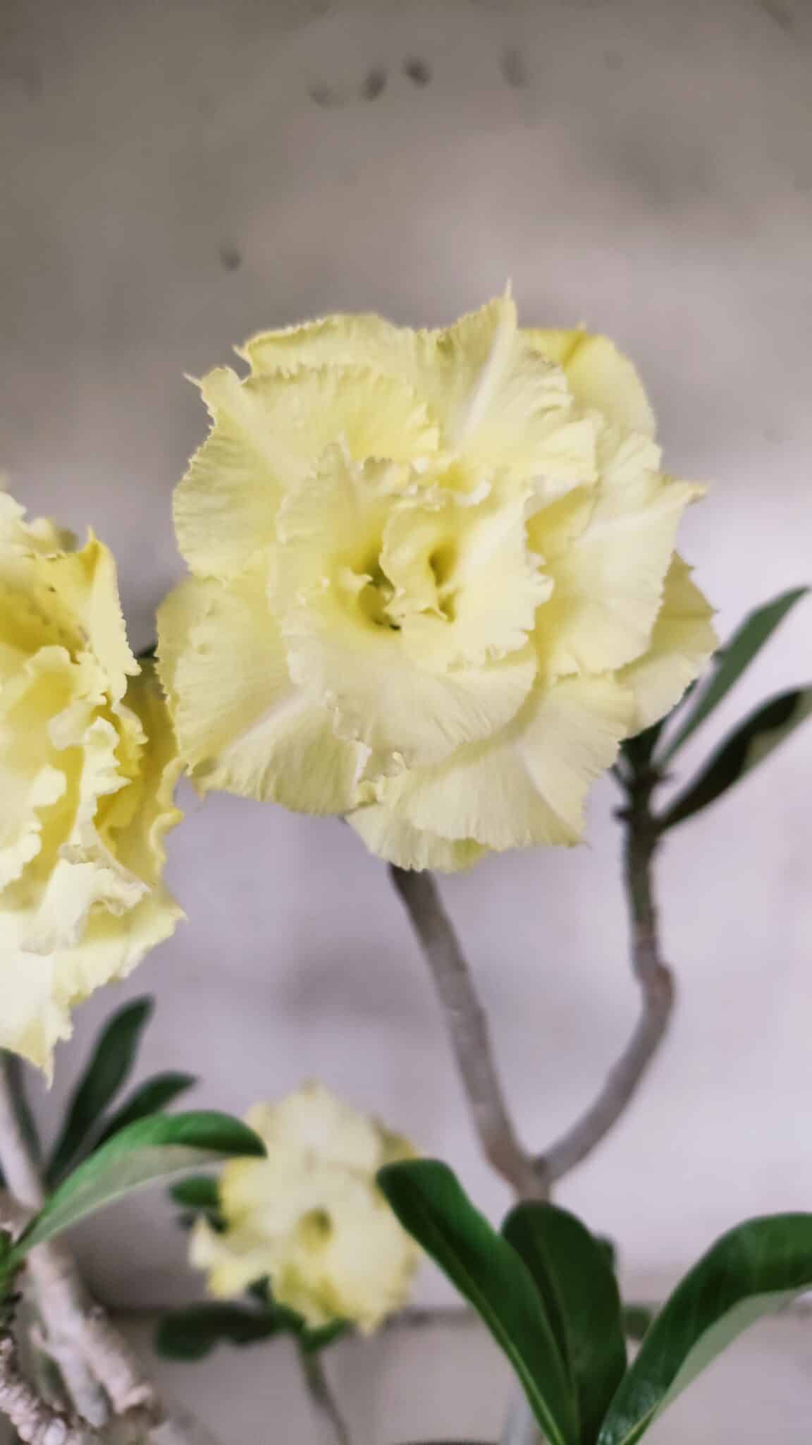 Planta Dobrada 3066 – 45cm – 04 anos