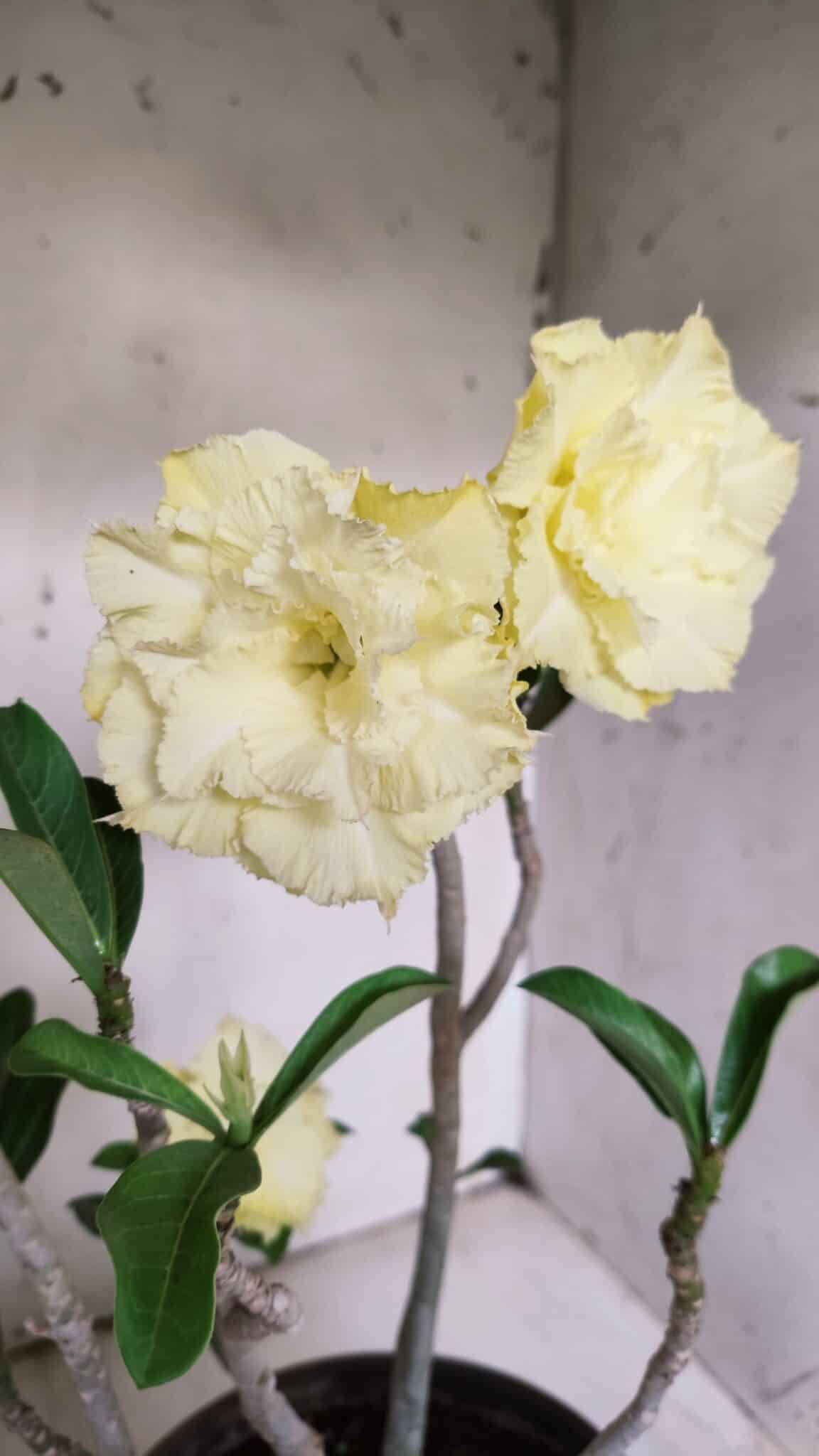 Planta Dobrada 3066 – 45cm – 04 anos