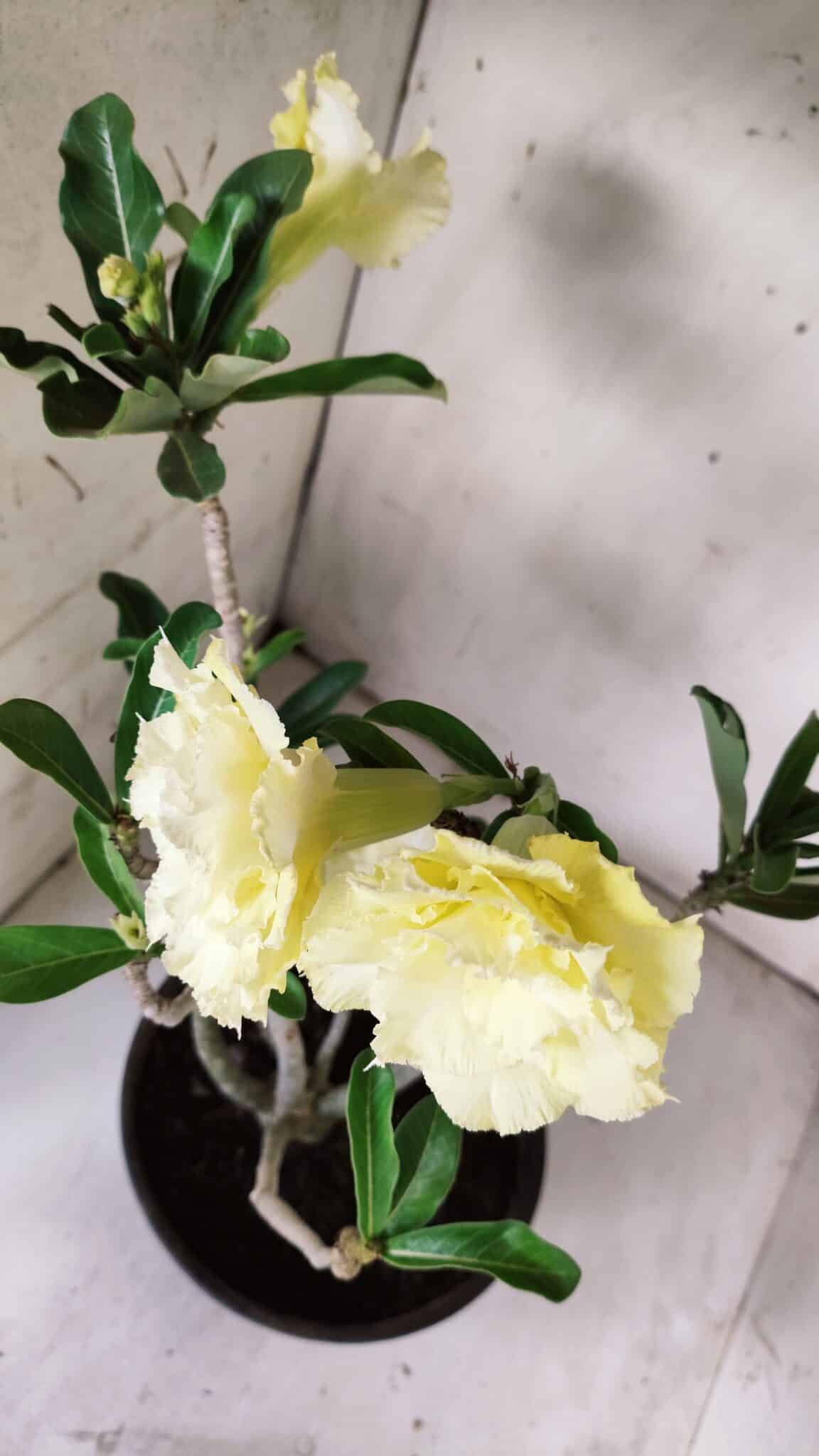 Planta Dobrada 3066 – 45cm – 04 anos