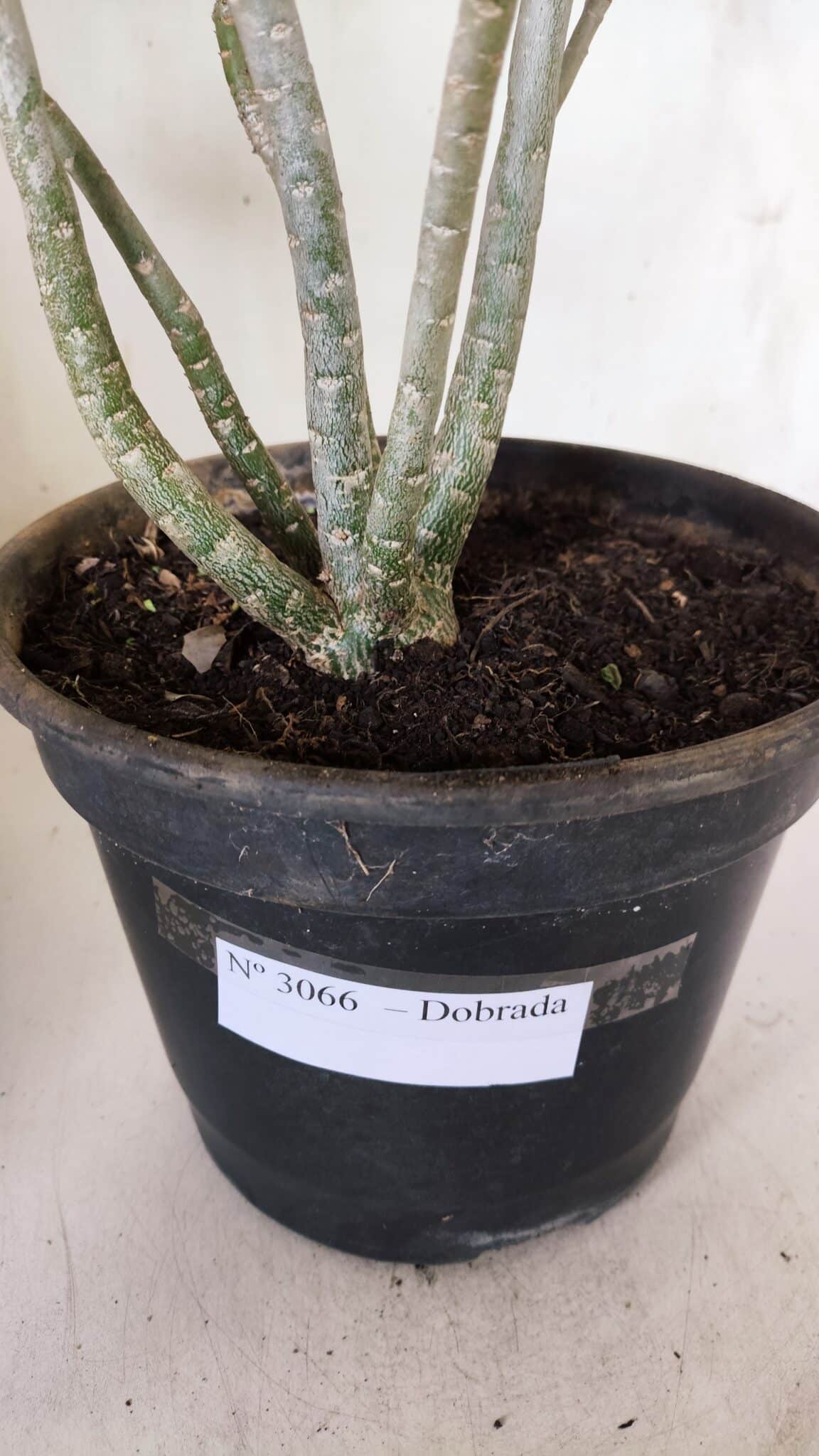 Planta Dobrada 3066 – 45cm – 04 anos